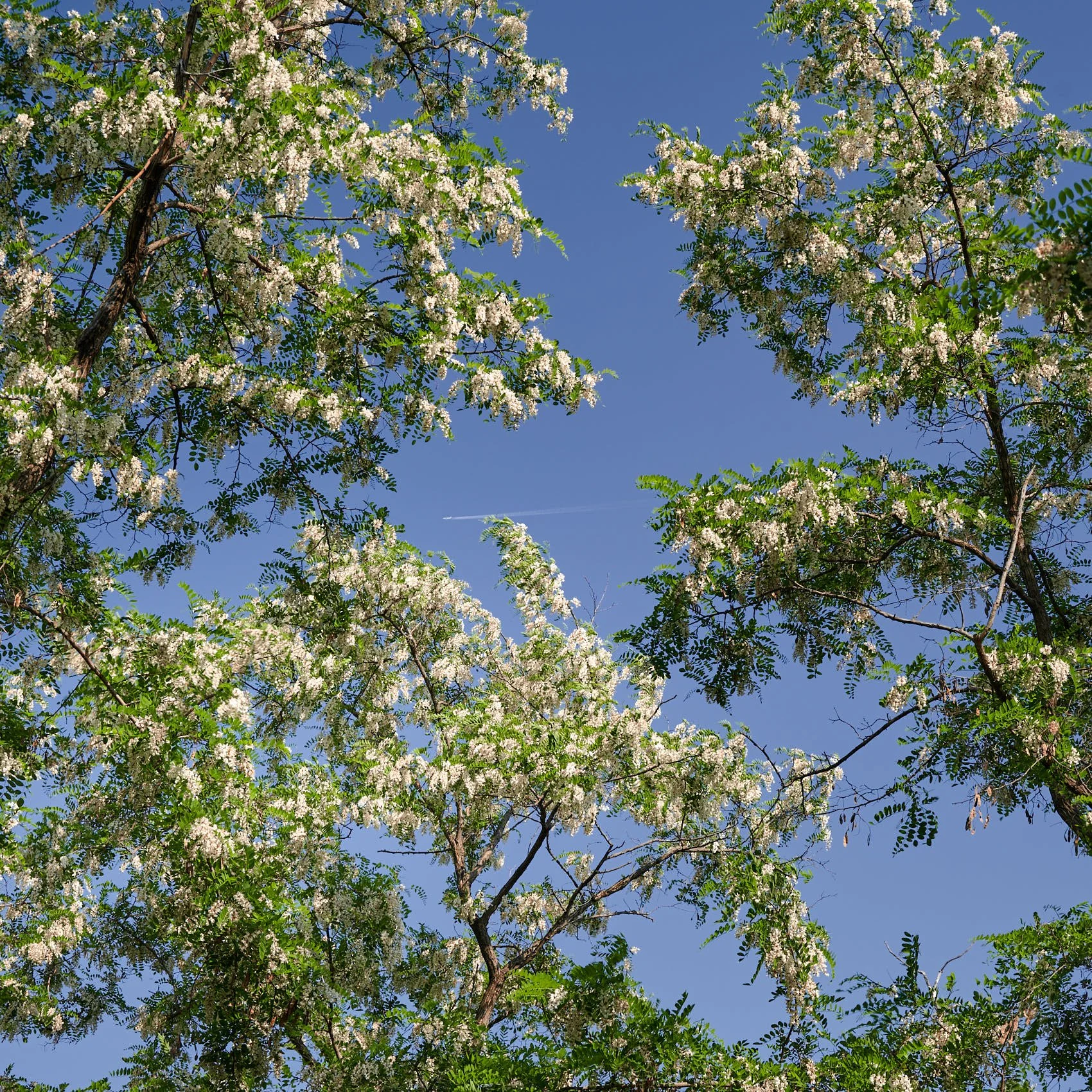 Korean acacias  in front of blue sky