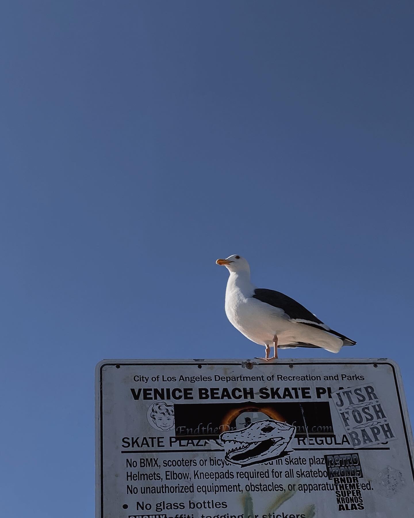 Fun Fact. Seagull can swallow everything from pigeons to rabbits.