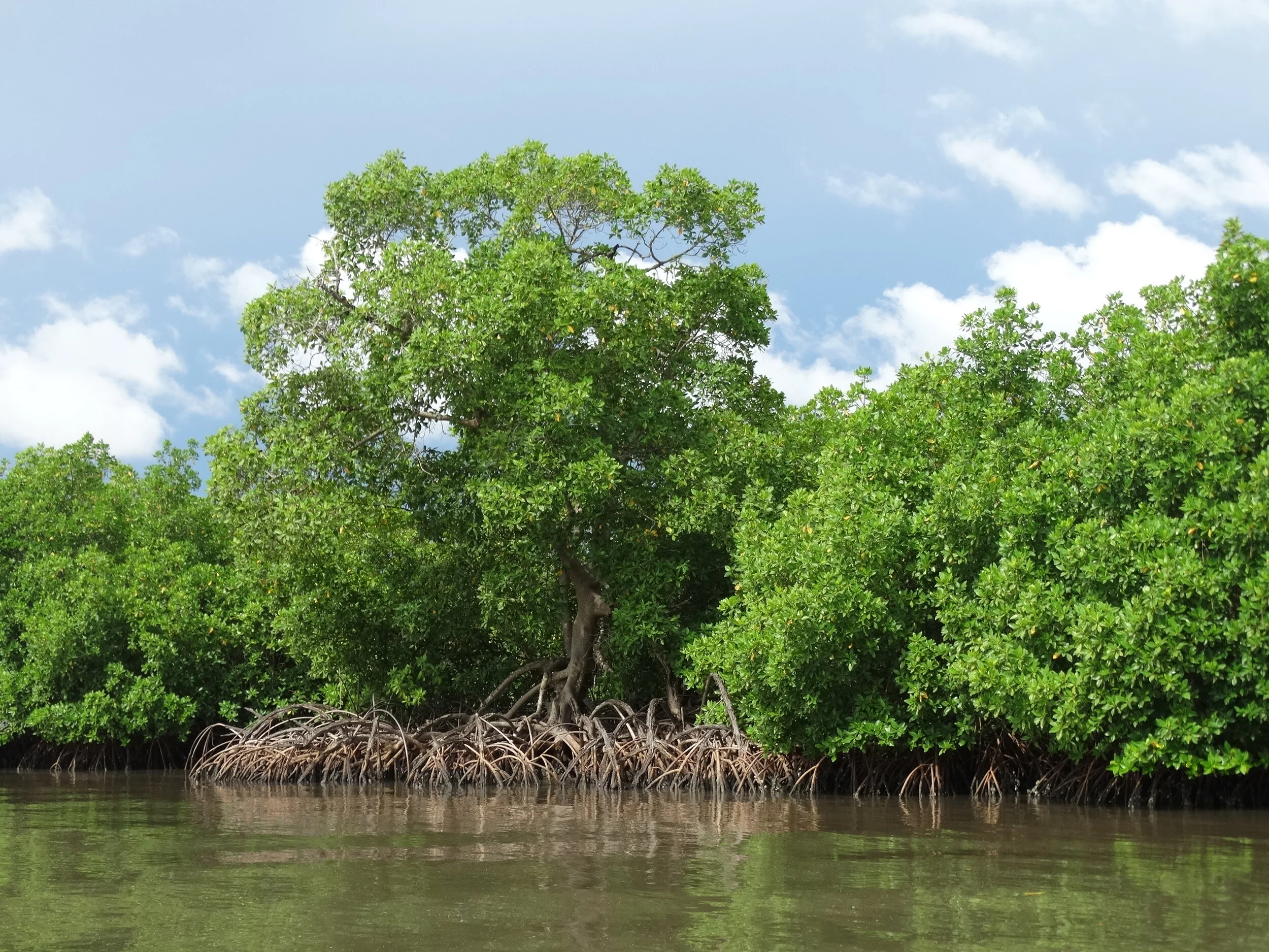 La mangrove, royaume d'exception