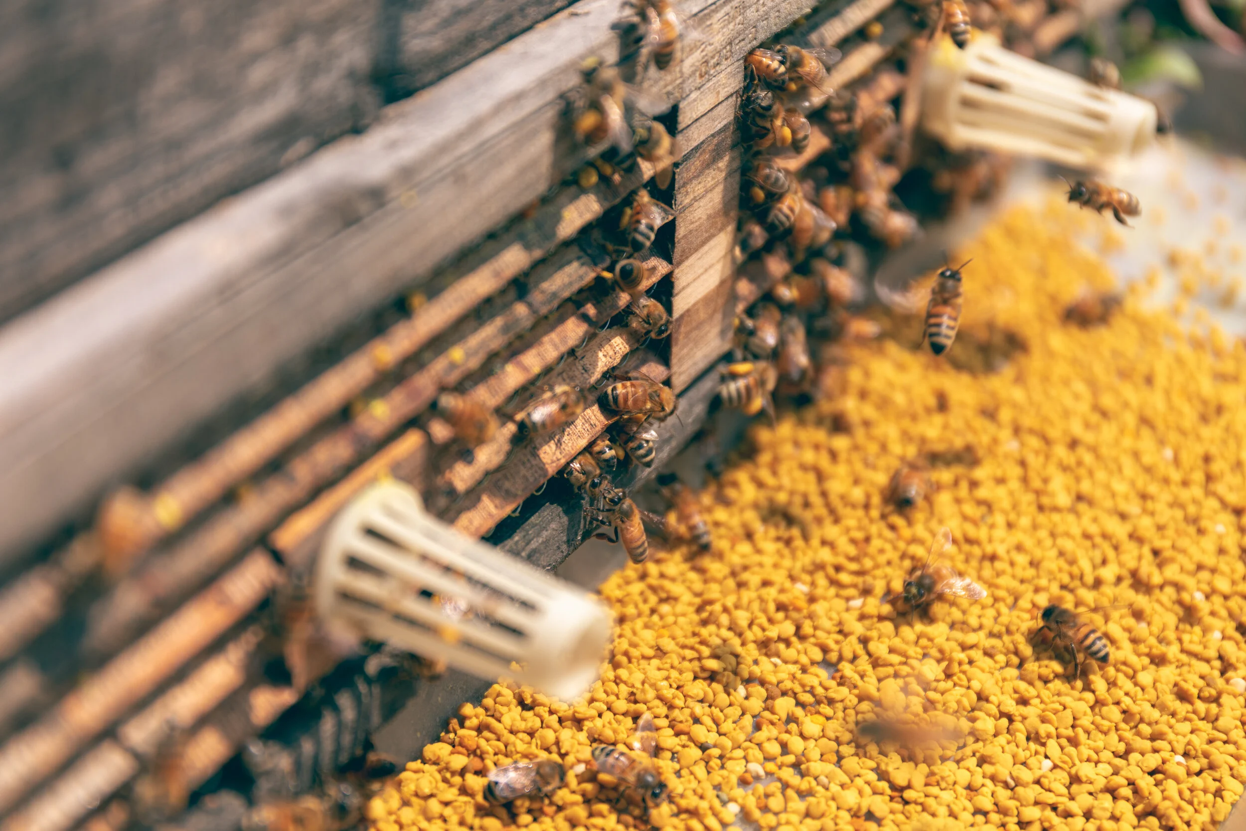 7 astuces du quotidien pour préserver les abeilles
