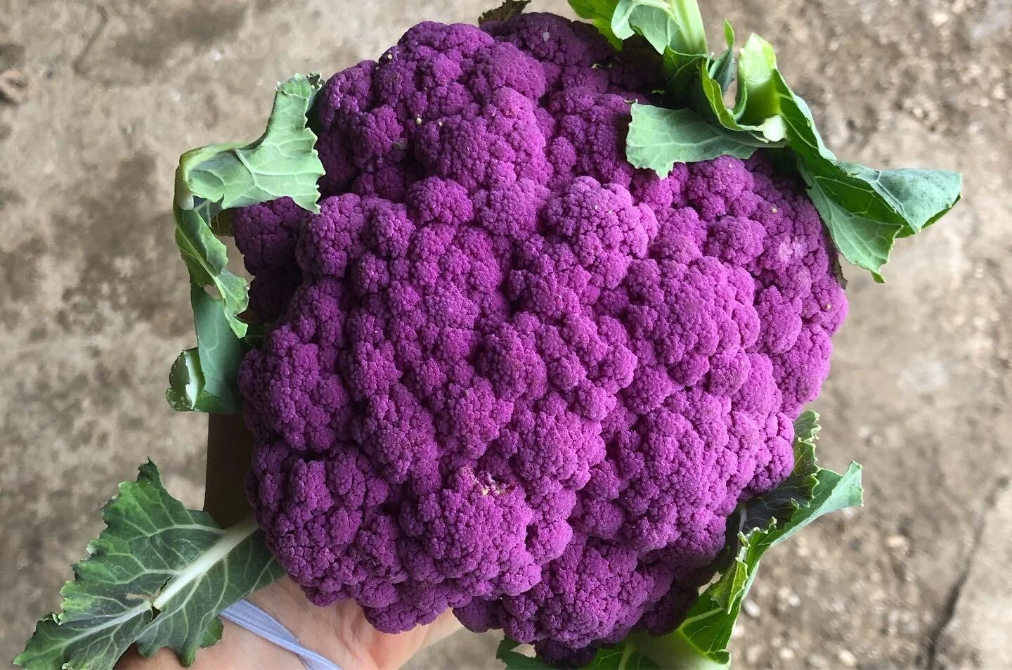 WhatsApp Image 2019-11-05 at 10.08.05.jpeg