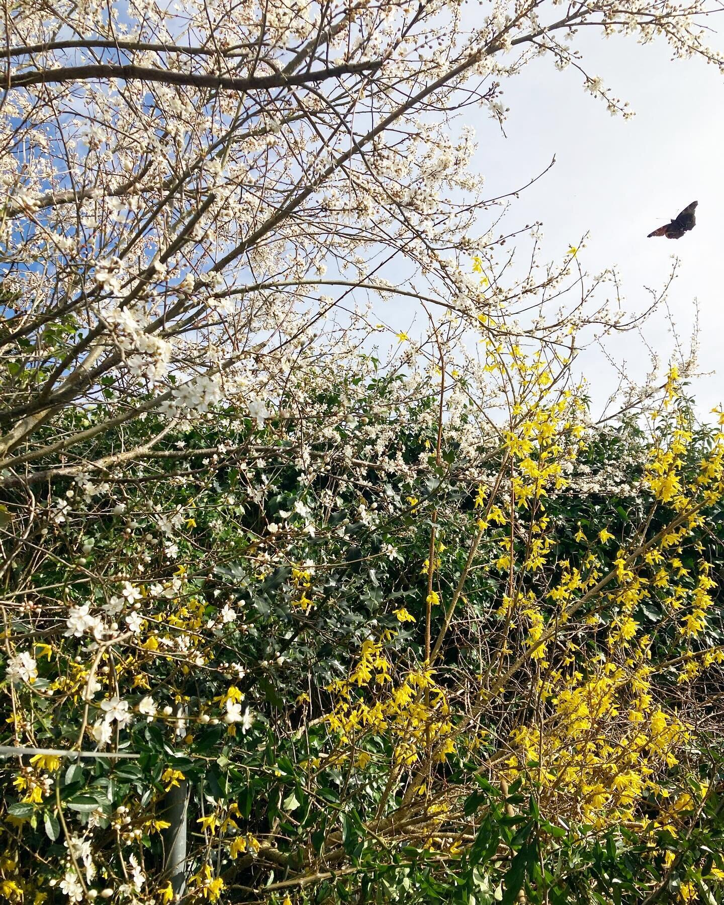 First butterflies, the vivid forsythia and that fine, dry snow of honeyed plum blossom when the wind rises. 🌀 

Our little March book of writings is live now at The Clearing filled with musings, recipes, gratitude and spring celebration even from wi