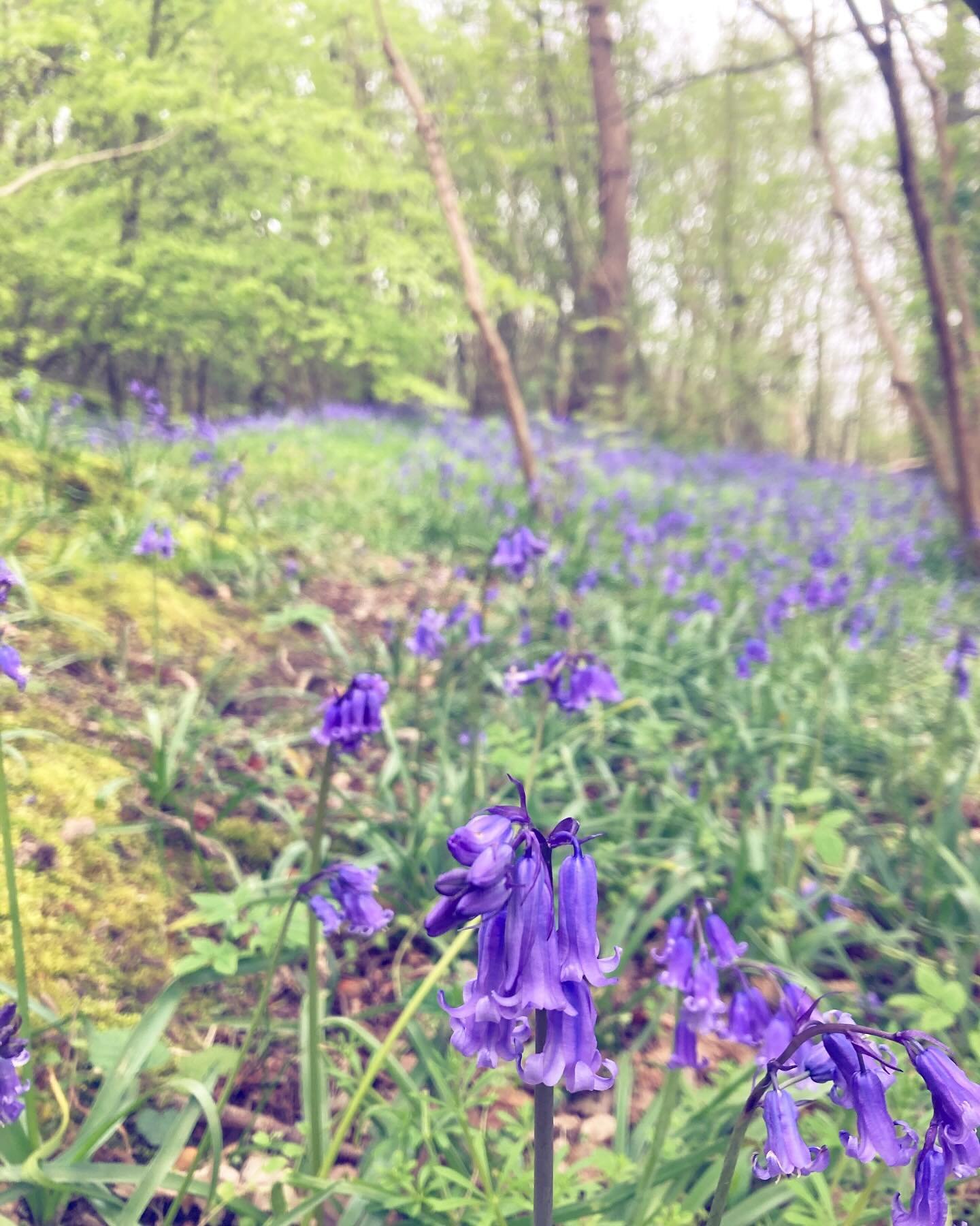 Not written upon. 

Hyacinthoides Non Scripta - the Latin name for the scented bluebells with which the woods are now rivered and pooled. 

Last May, when we began homeschooling our daughter, we made this our first learning and wandering. Plentiful b