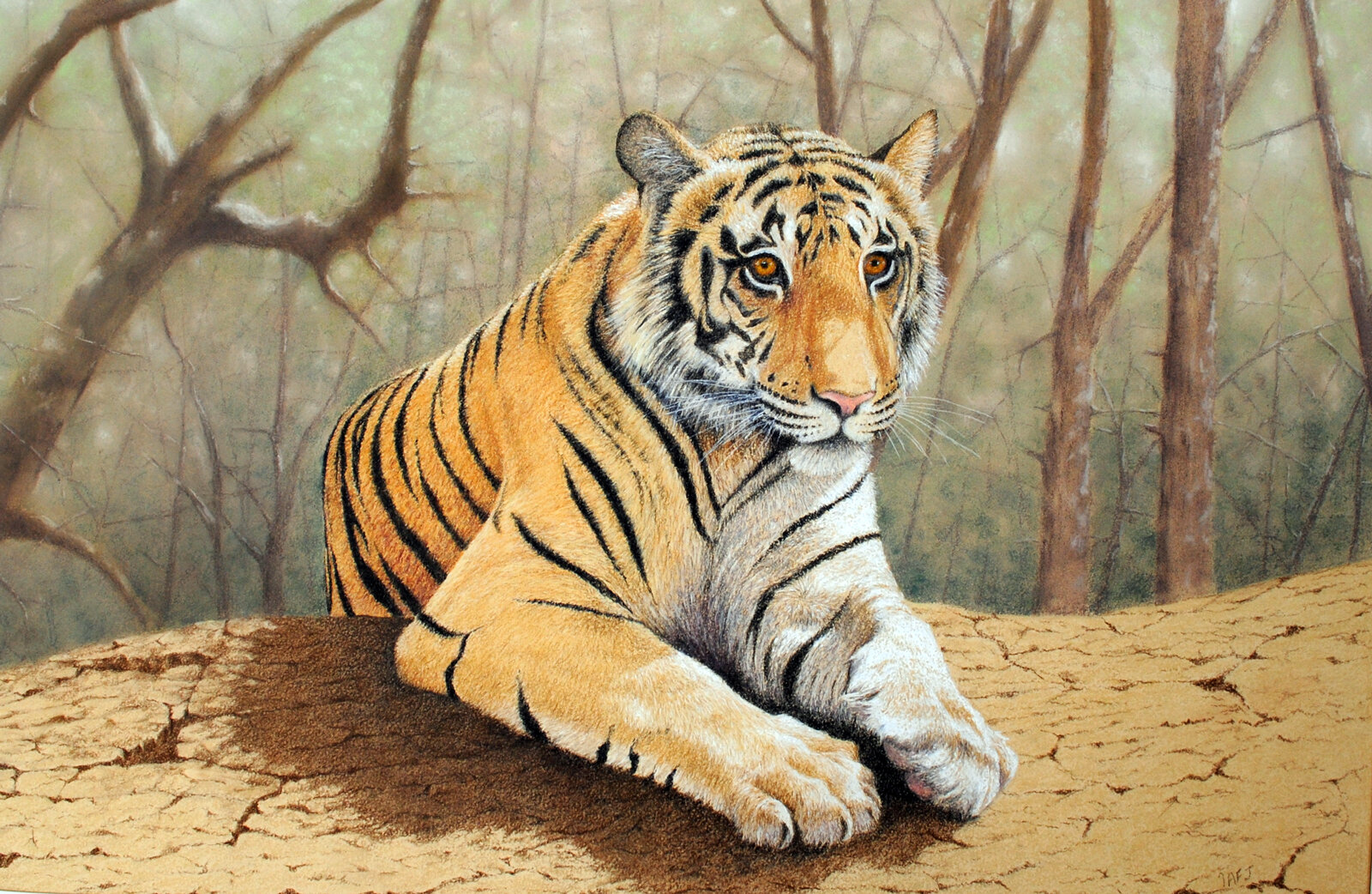 Jones_Ivan_Tiger at leisure_pastel_70cm x 50cm.jpg