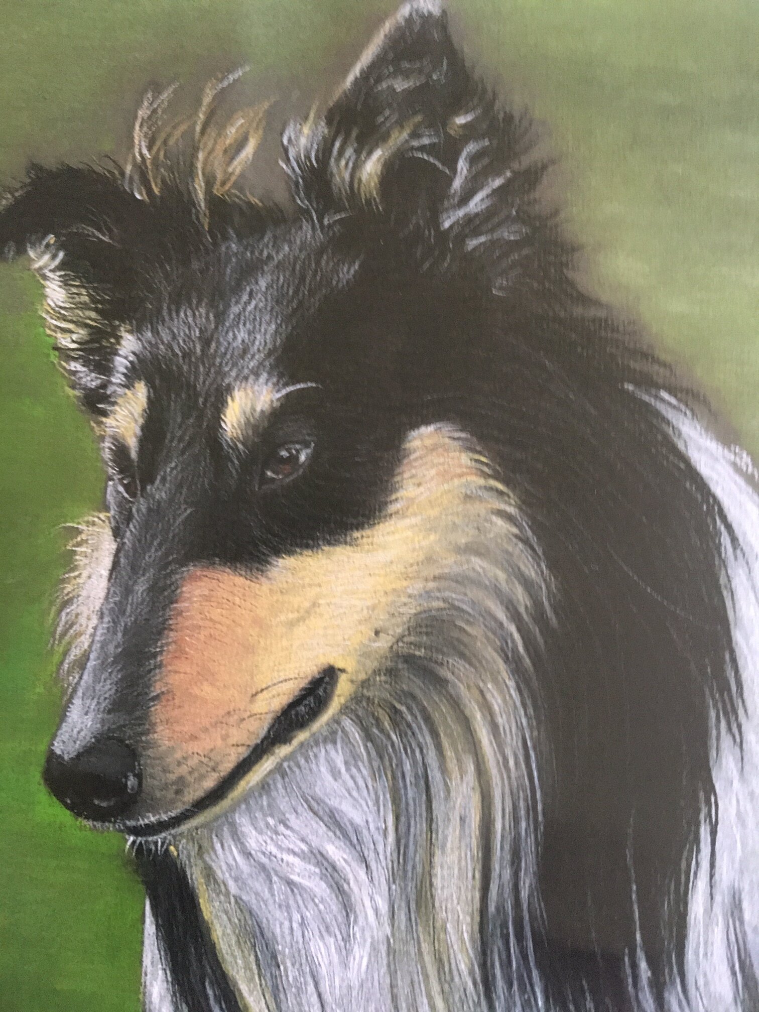 Wallace_Gillian_Collie.JPG
