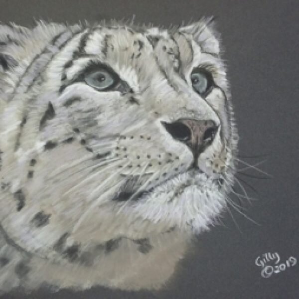 Snow-Leopard-ohvhn6i1y3tfmok8pdwkw5zqu83dmaisu2m1mqhcvk.jpg