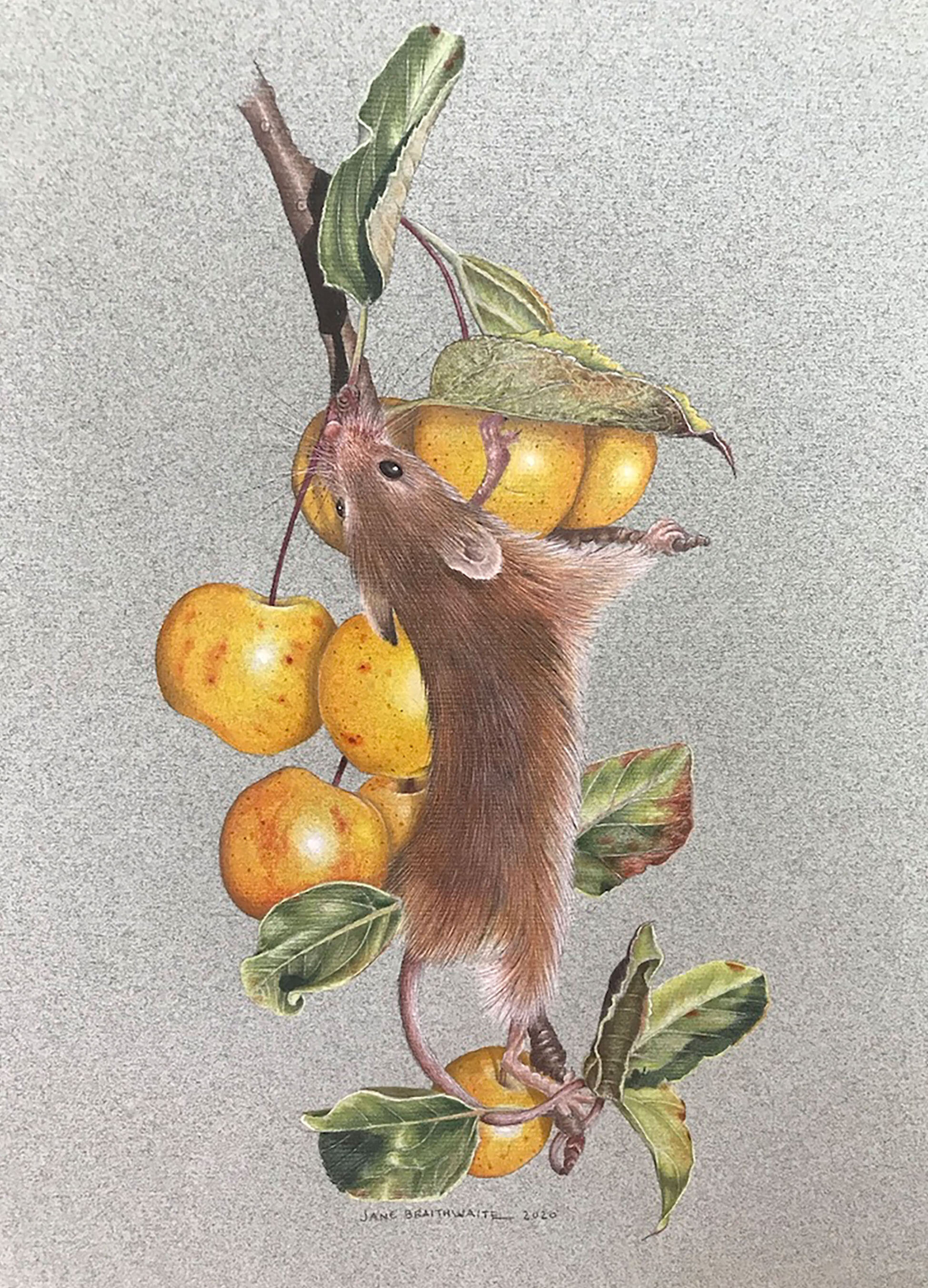 Mouse in Crabapple.jpg