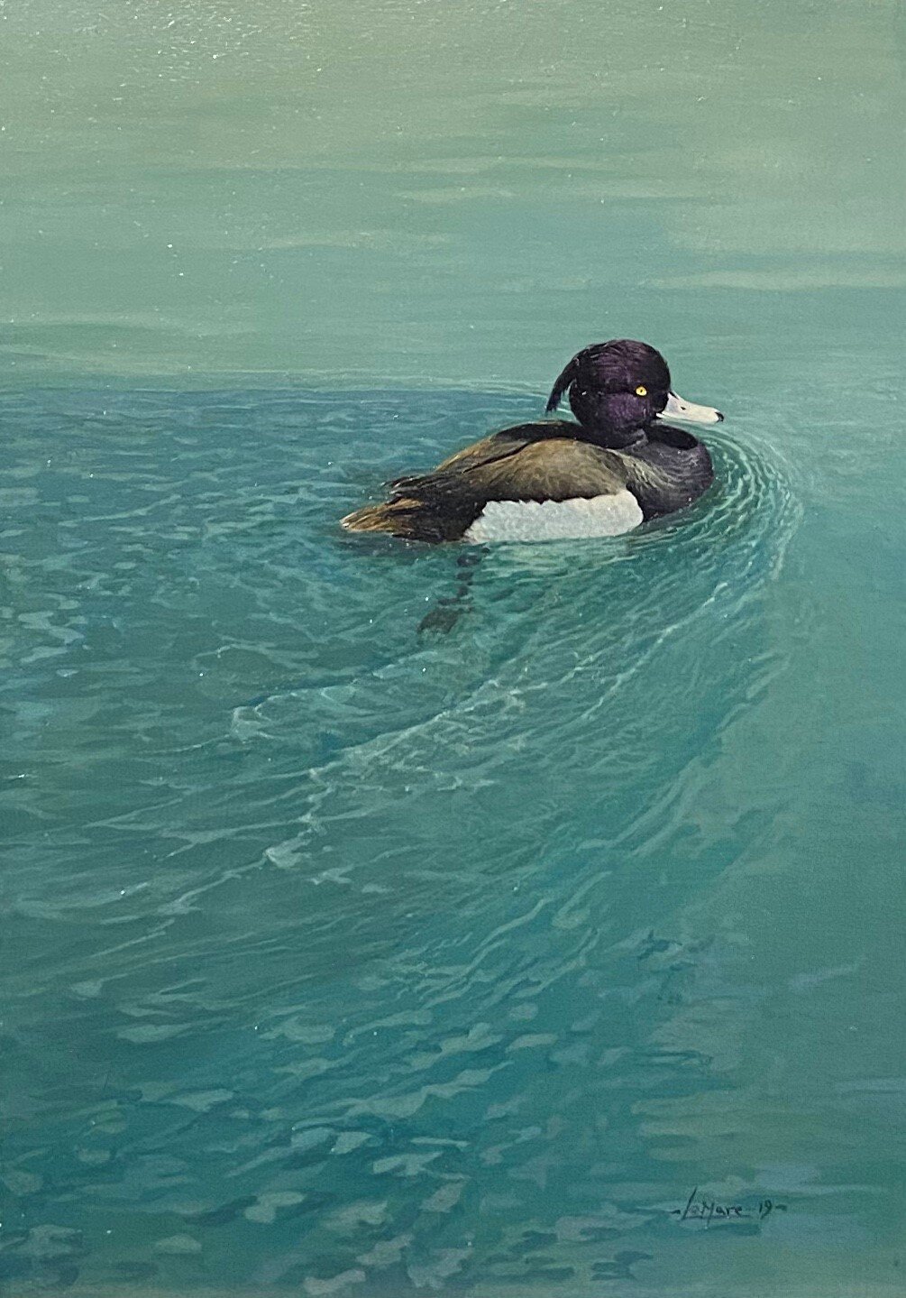 The shape of water Tufted Duck.jpg