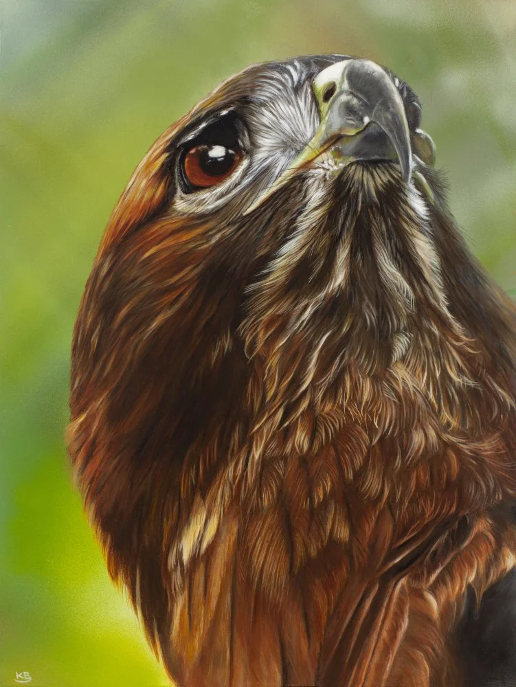 Bruce_Karen_Hawk_Oil_36cm x 24cm.jpg