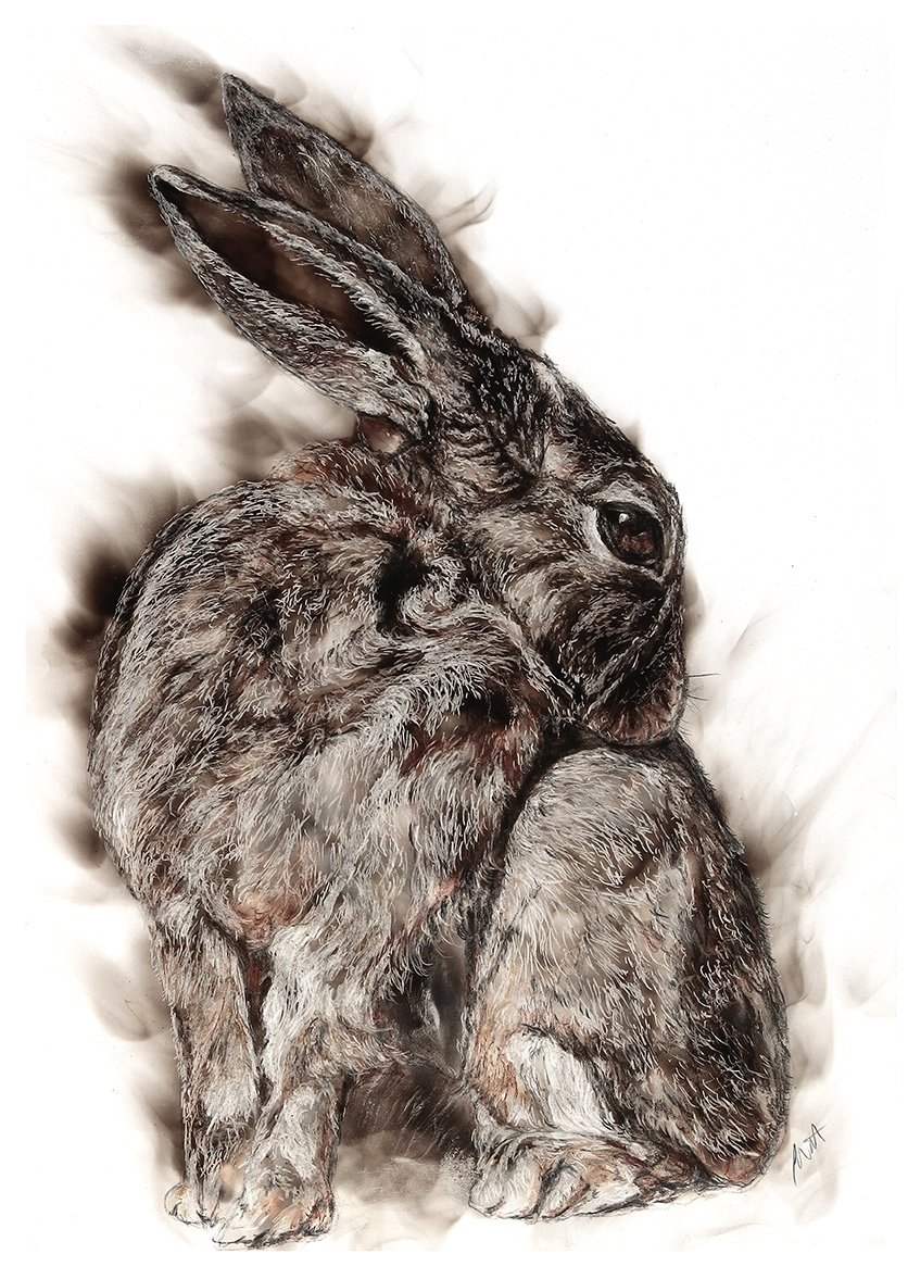 North Caroline Grooming Hare Fumage.jpg
