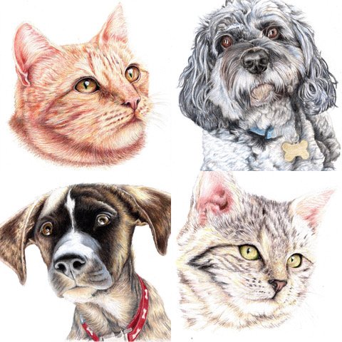 Wallace_Ann_Cats & Dogs_Coloured pencil & wash_A2.jpeg