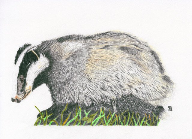Chabeaux Jules The Indomitable Badger Polychromo pencil A4.jpeg