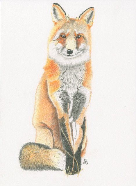 Chabeaux Jules The Kenning Fox Polychromo pencil A4.jpeg