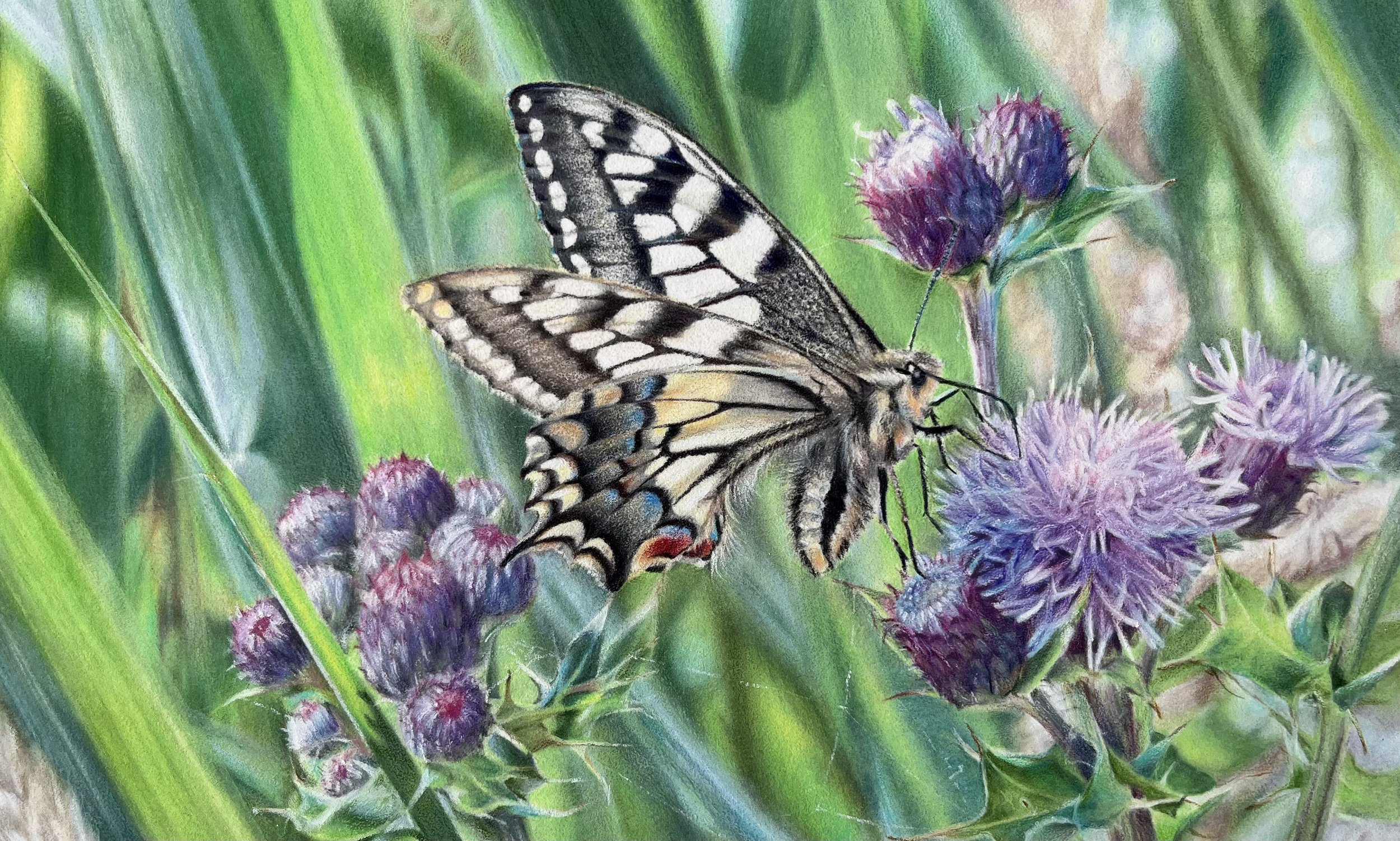 Harwood_Amii_Swallowtail_CouredPencil_11by7inches.jpg