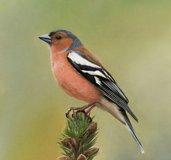Common chaffinch.png
