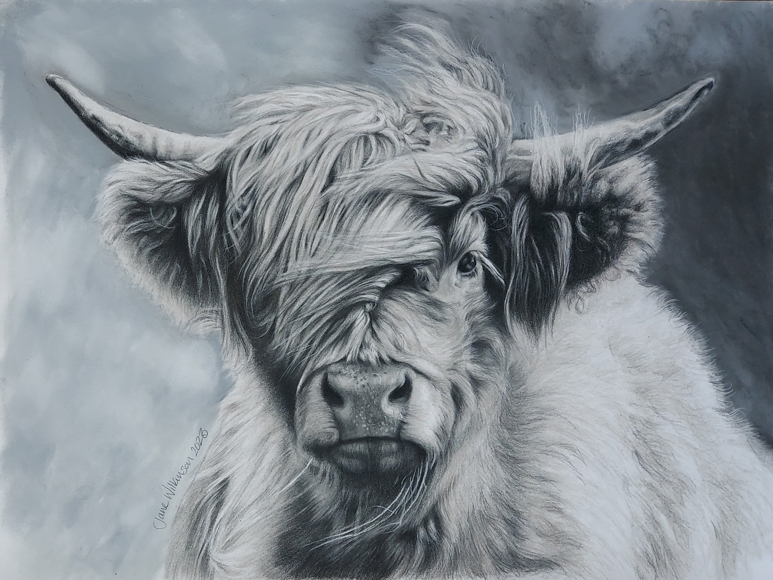 Wilkinson Jane   Highland Cow   Coloured pencil and pastel   11 x 14 inches.jpg