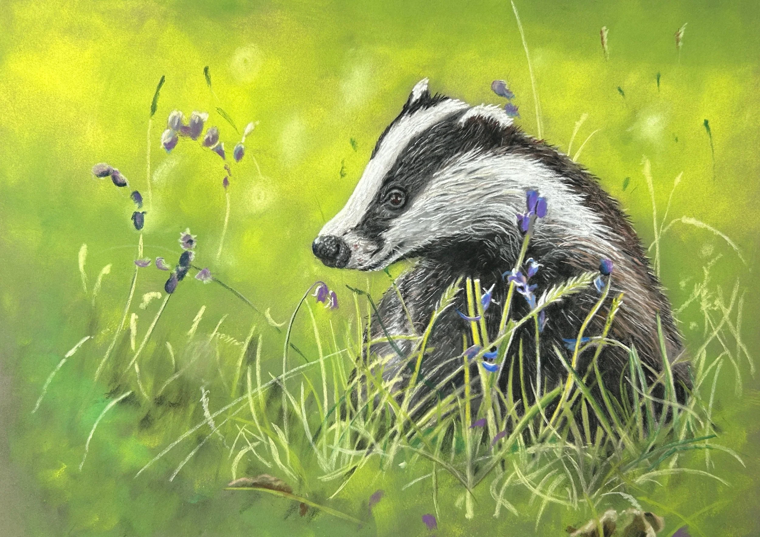 Spring Badger