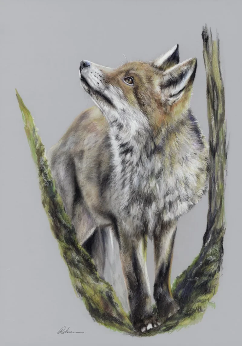 Biography Becky Carpenter — Association Of Animal Artists