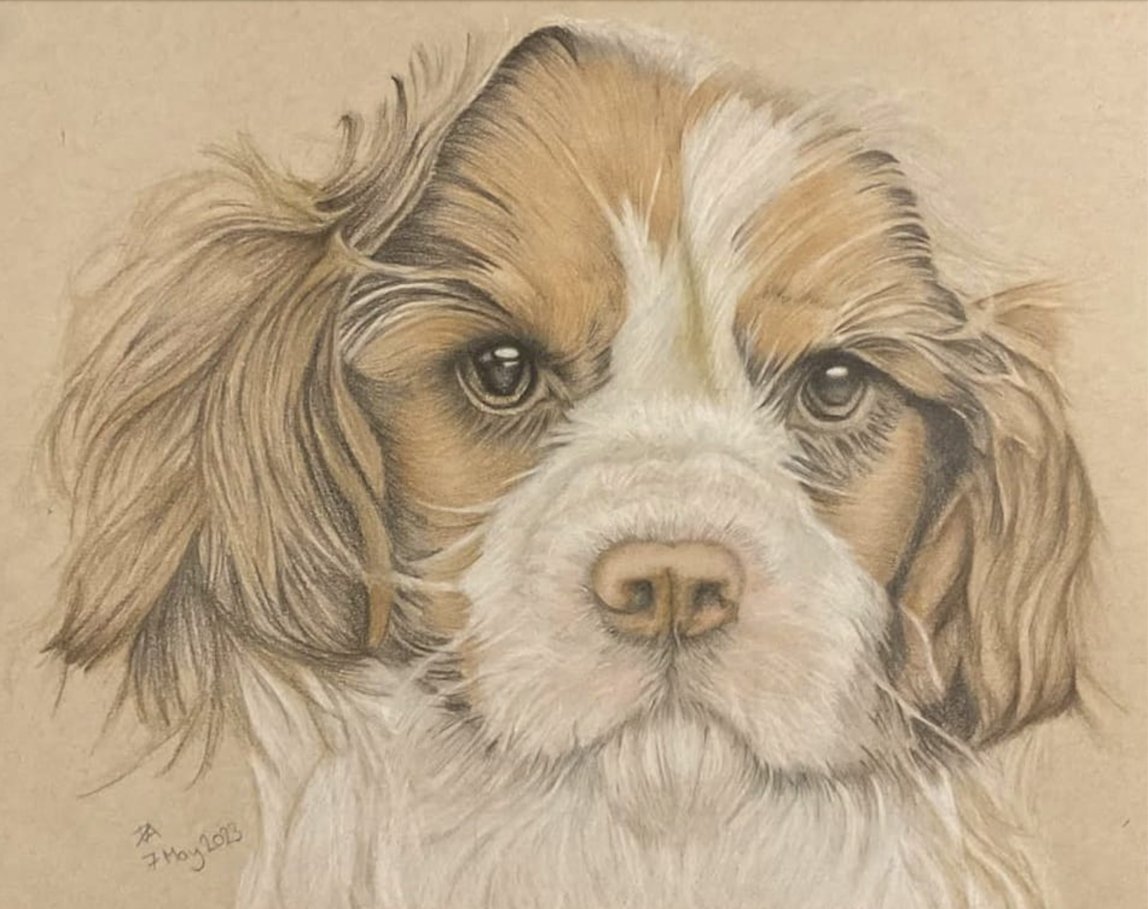 HISCOCK_DEBORAH_KING CHARLES SPANIEL_STRATHMORE TONED TAN PAPER_22.9X30.5 INCHES.png