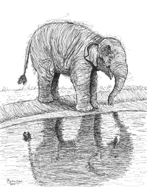 COX_RYAN_Elephant Reflections_MEDIUM_SIZE.jpg