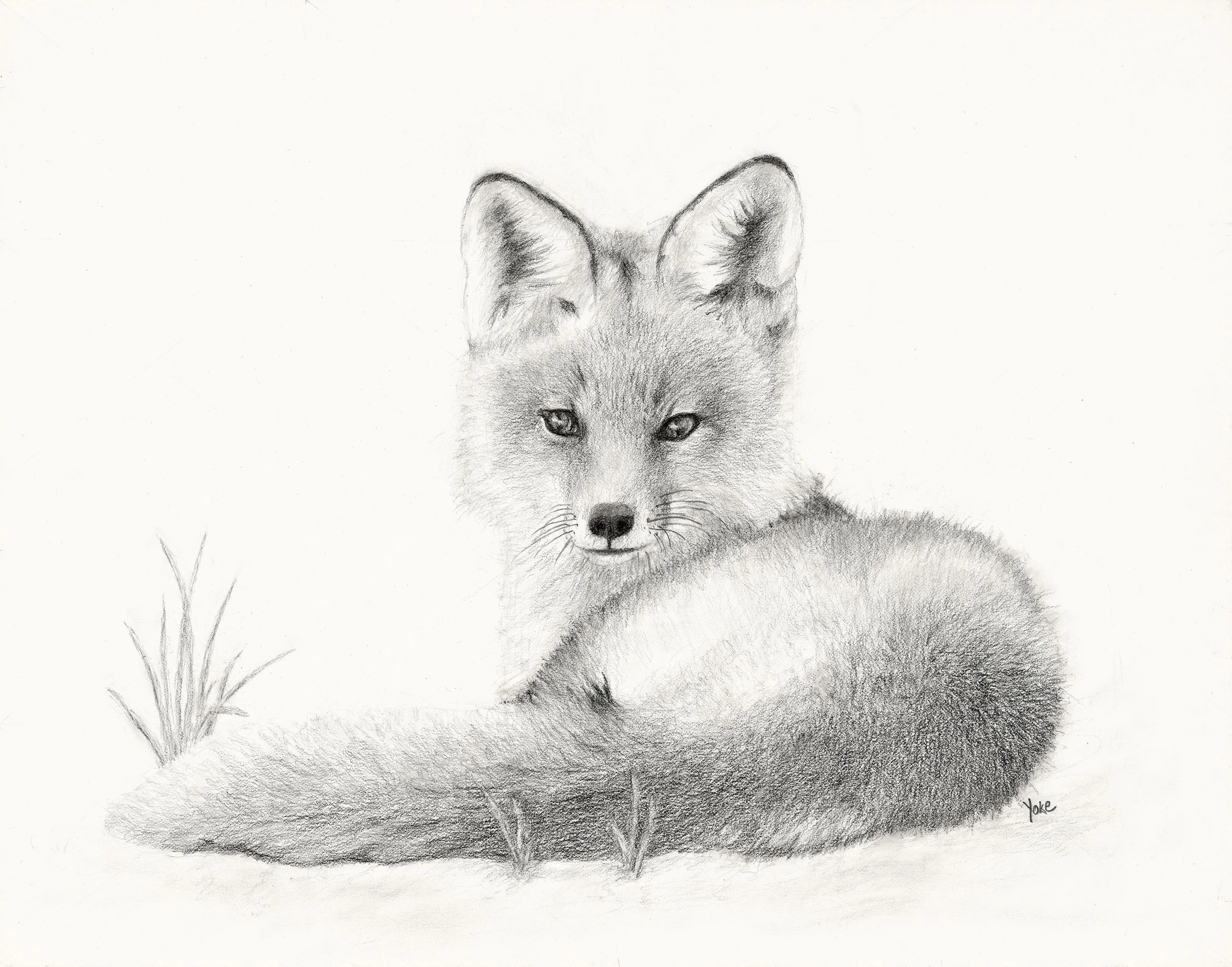 Young Red Fox