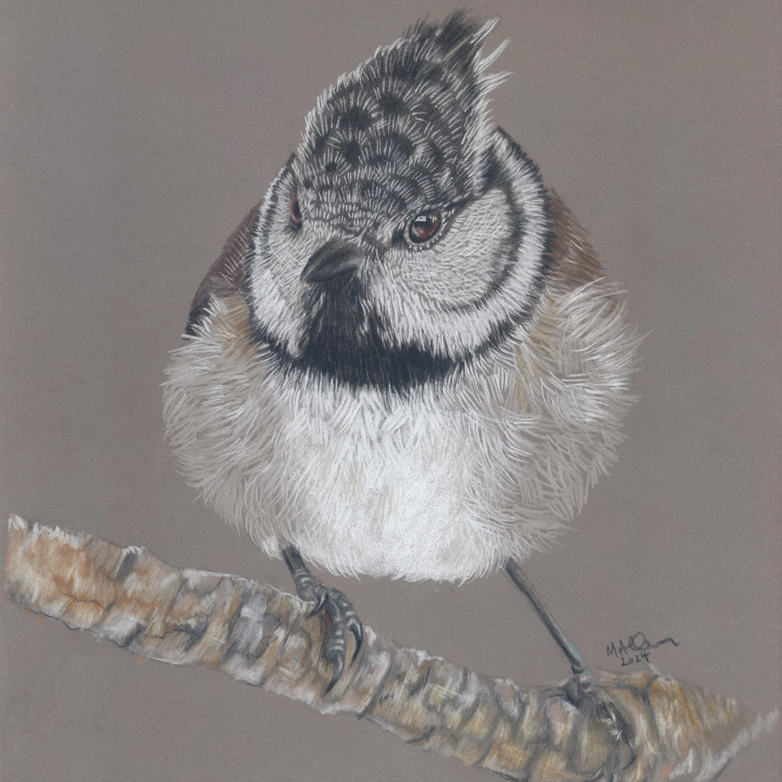 Crested Tit