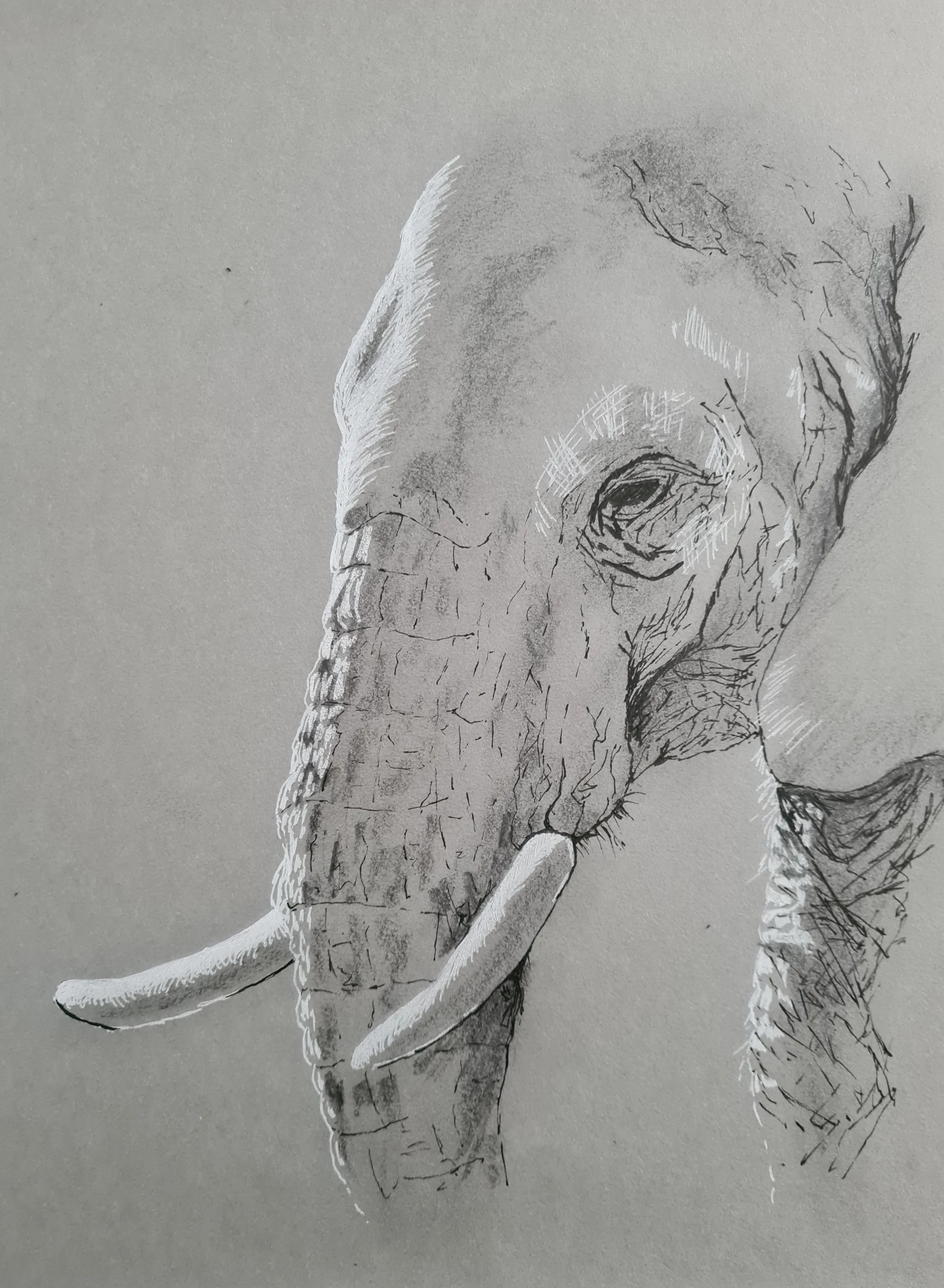 Norman_Lisa_Elephant_InkandGraphite_21cmx30cm.JPG