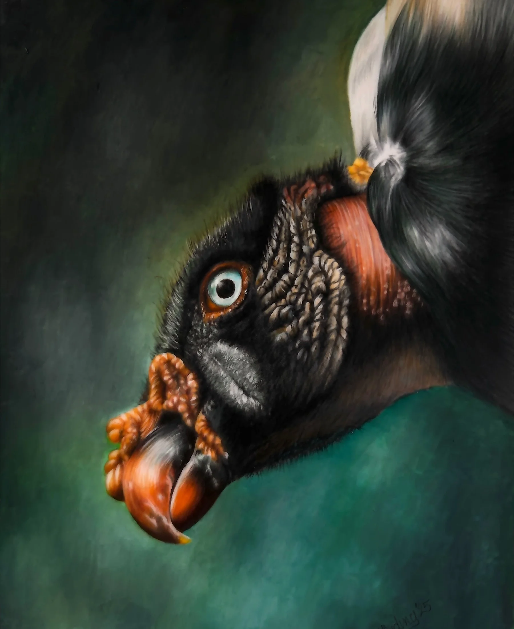 King Vulture