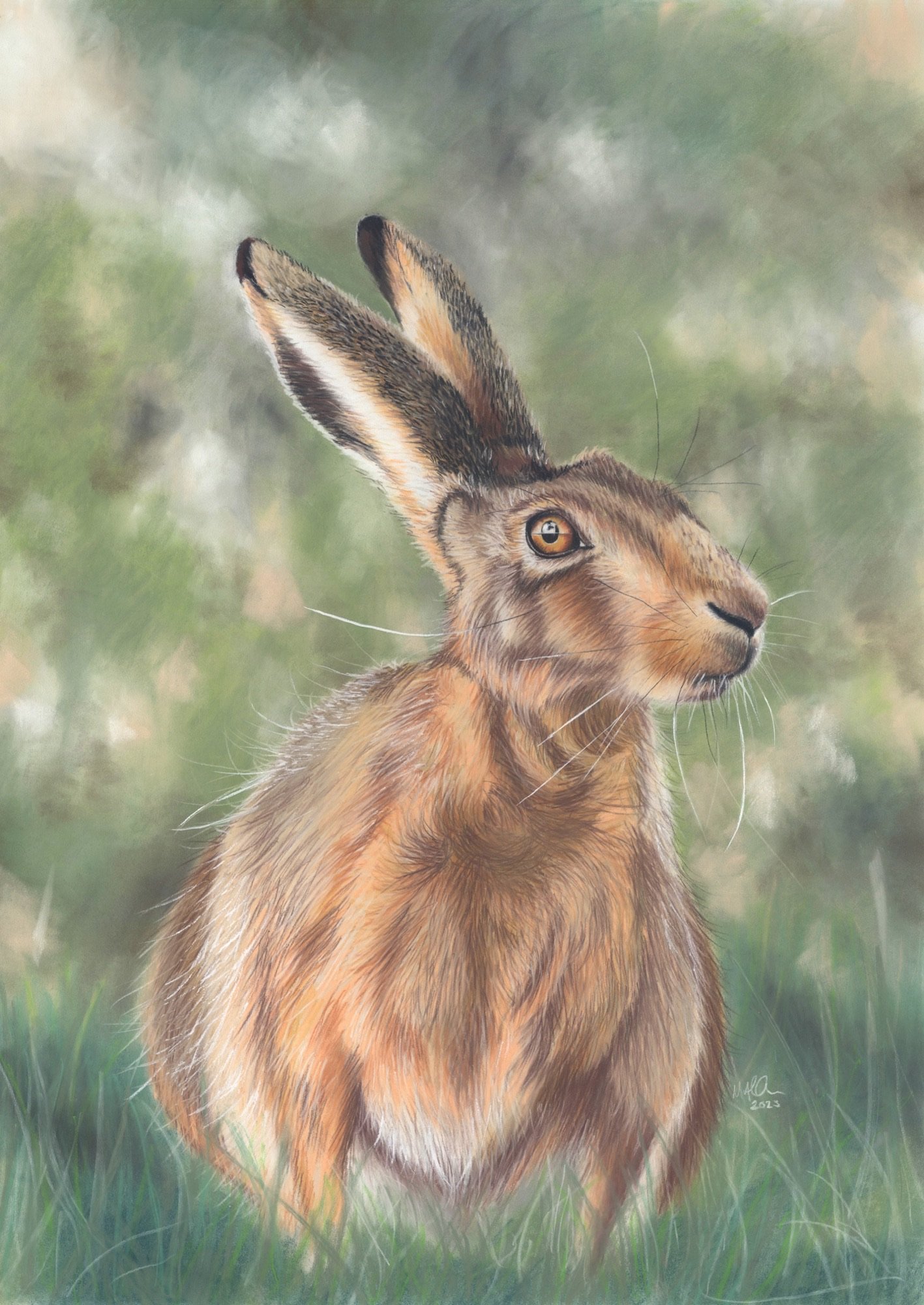 Brown Hare- Watching