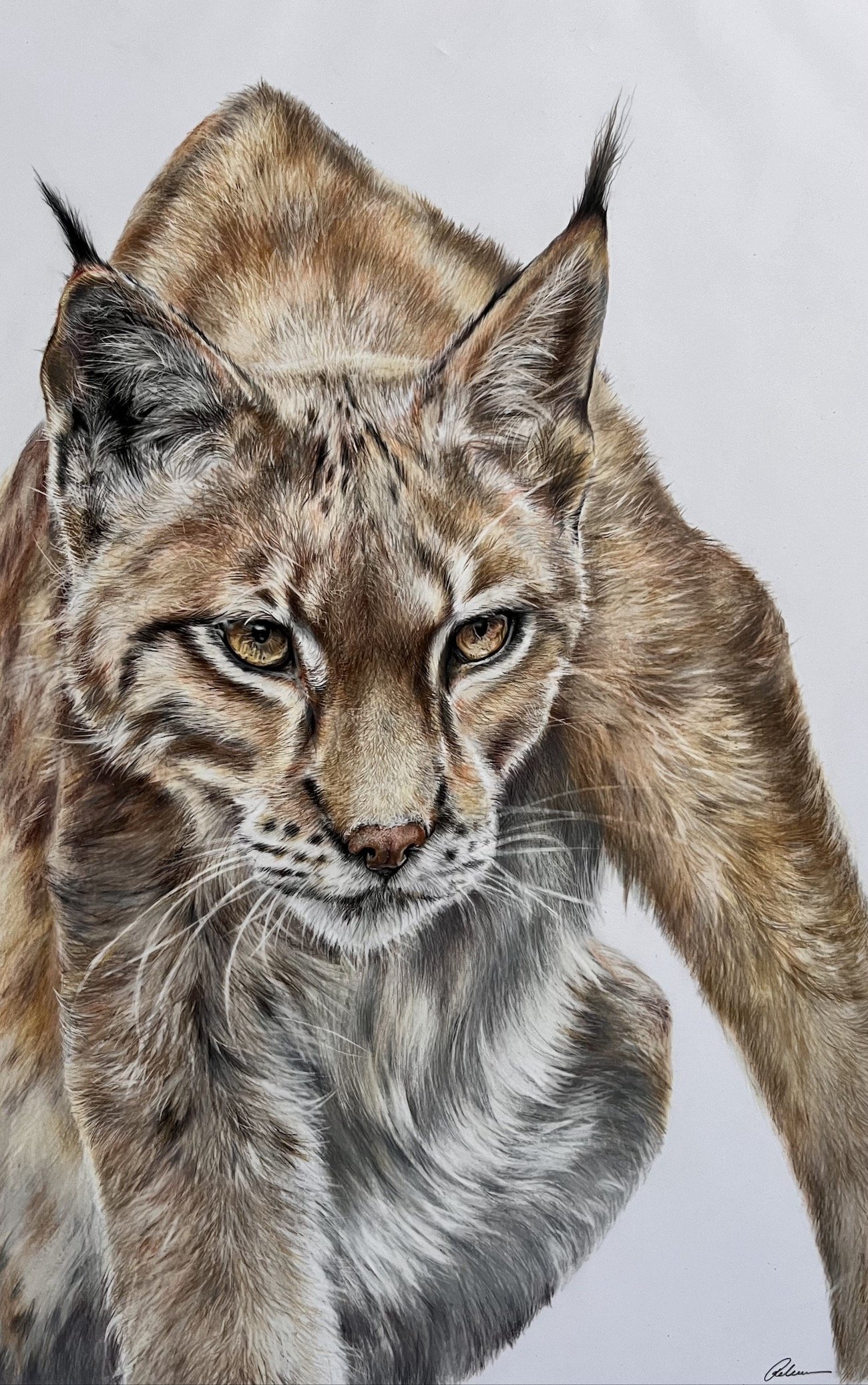 Lynx