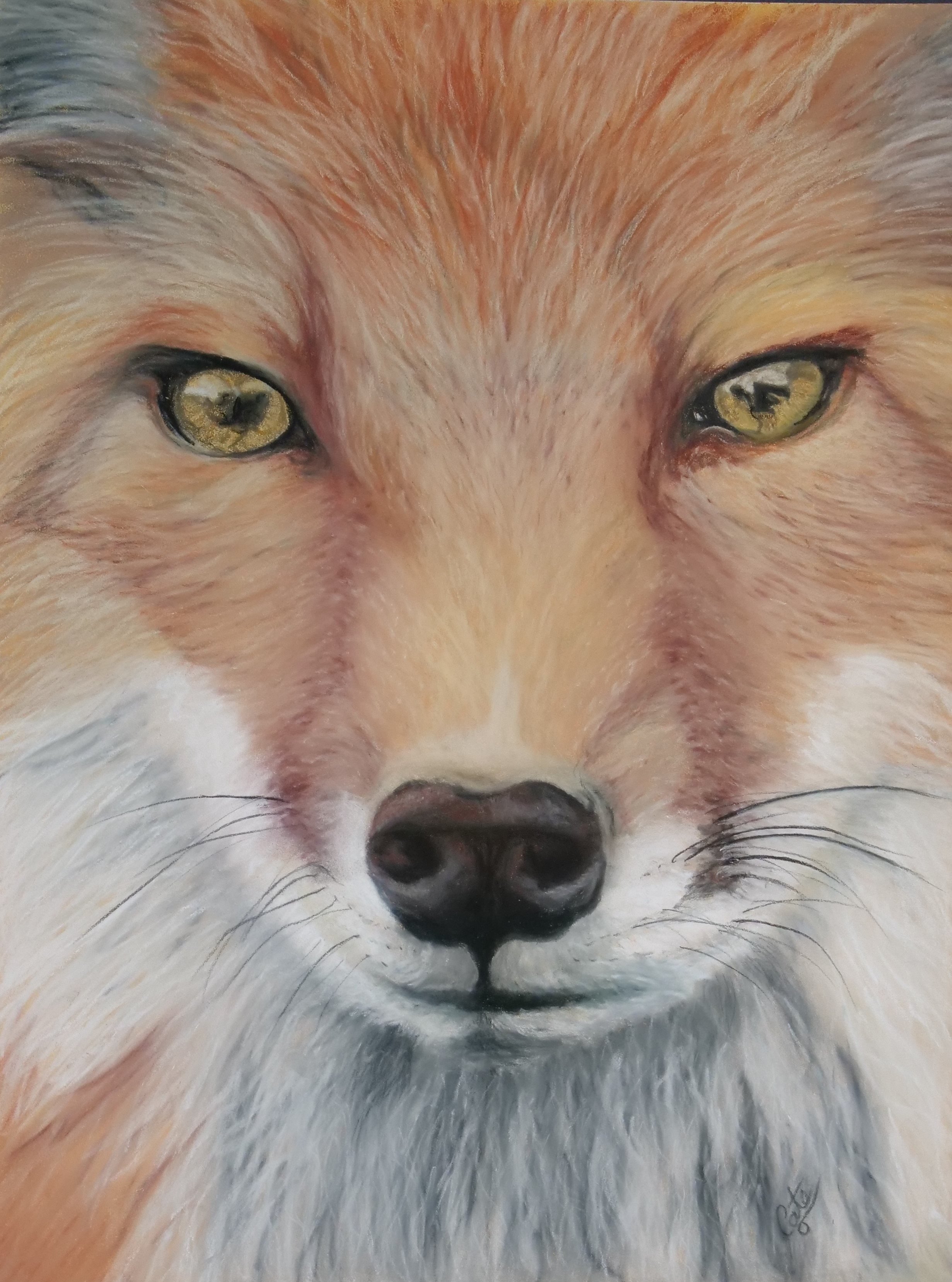 In the Eyes of a Fox