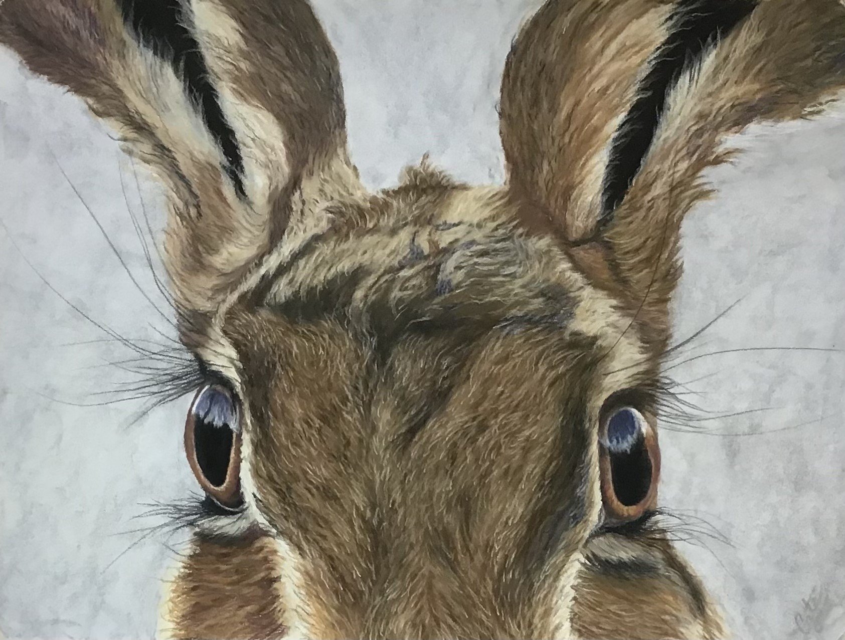 In The Eyes of a Hare