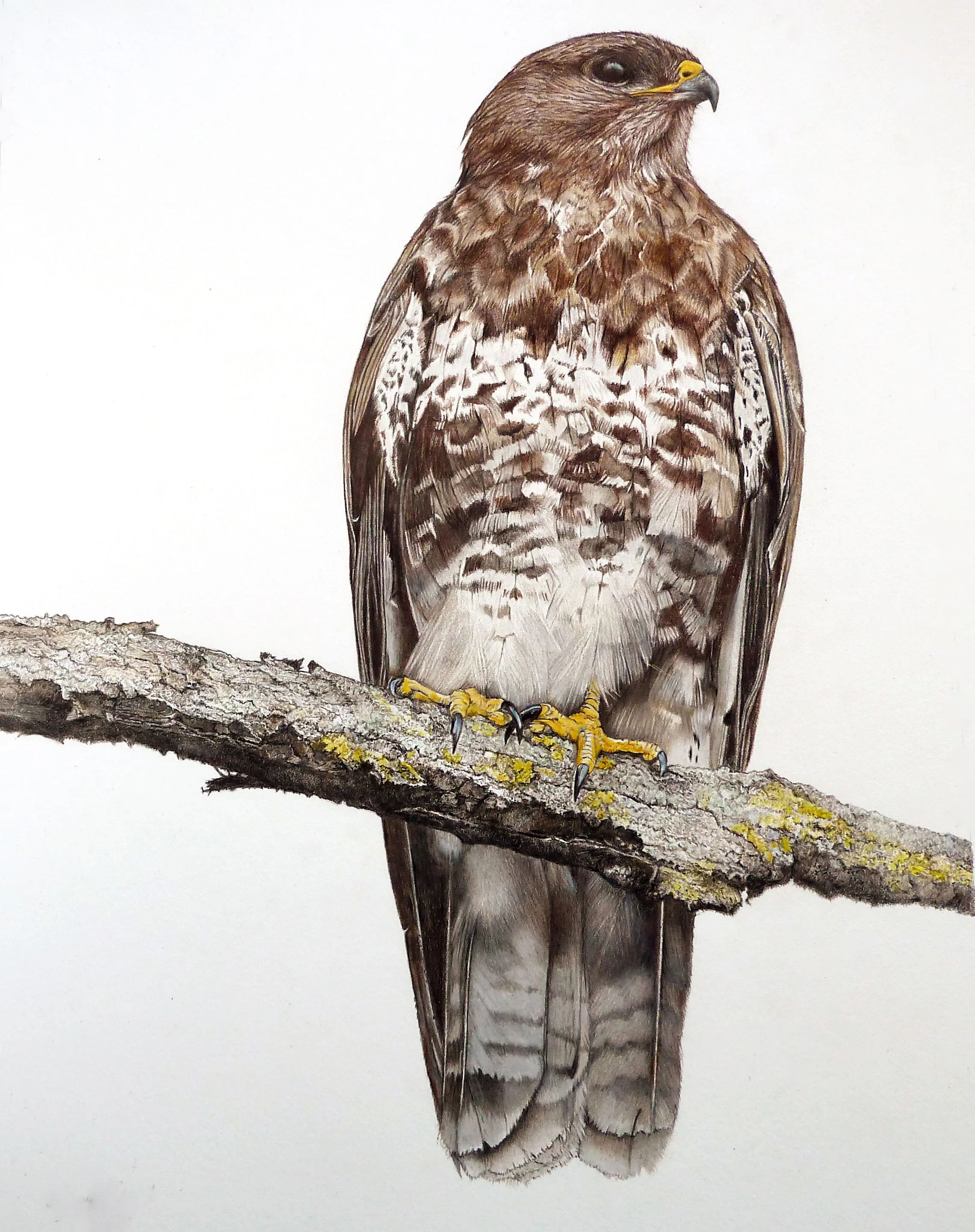 Buzzard.jpg
