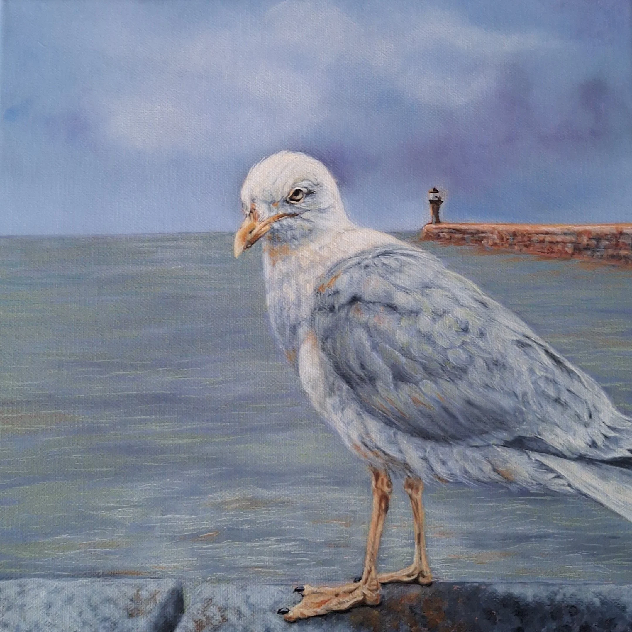 Seagull