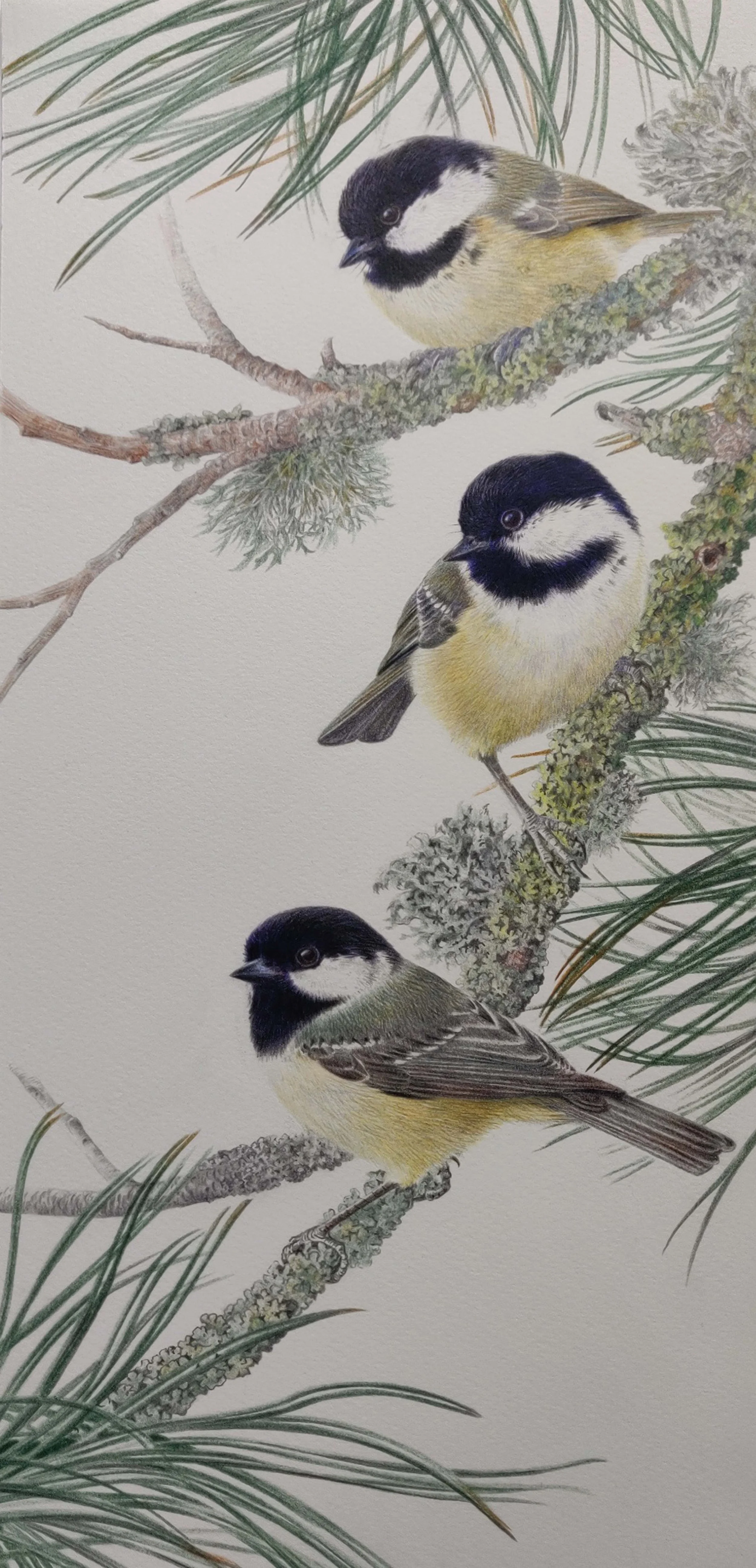 Birds of a Feather Coal Tits