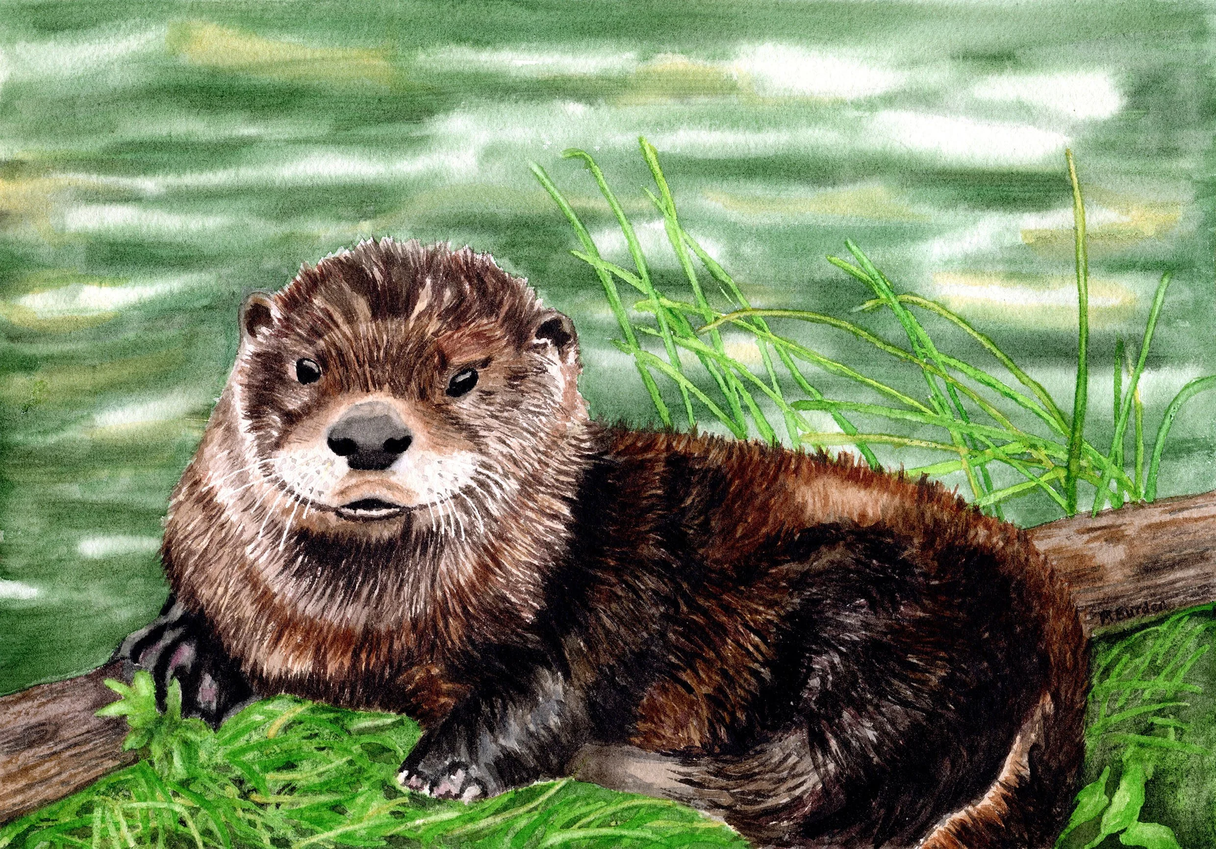 Otterly Relaxed