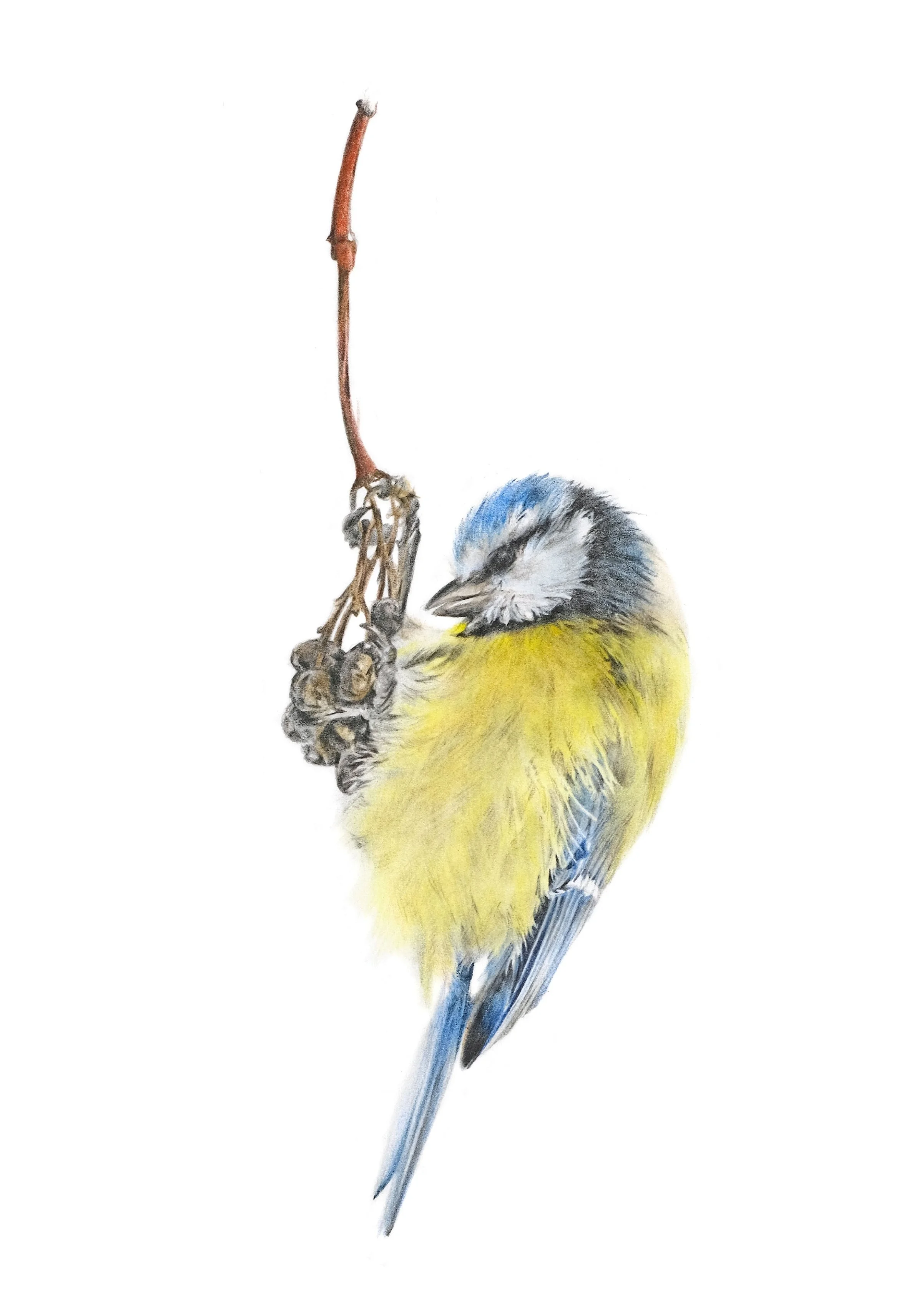 Gillyon_Nicola_Blue Tit_Framed.jpg