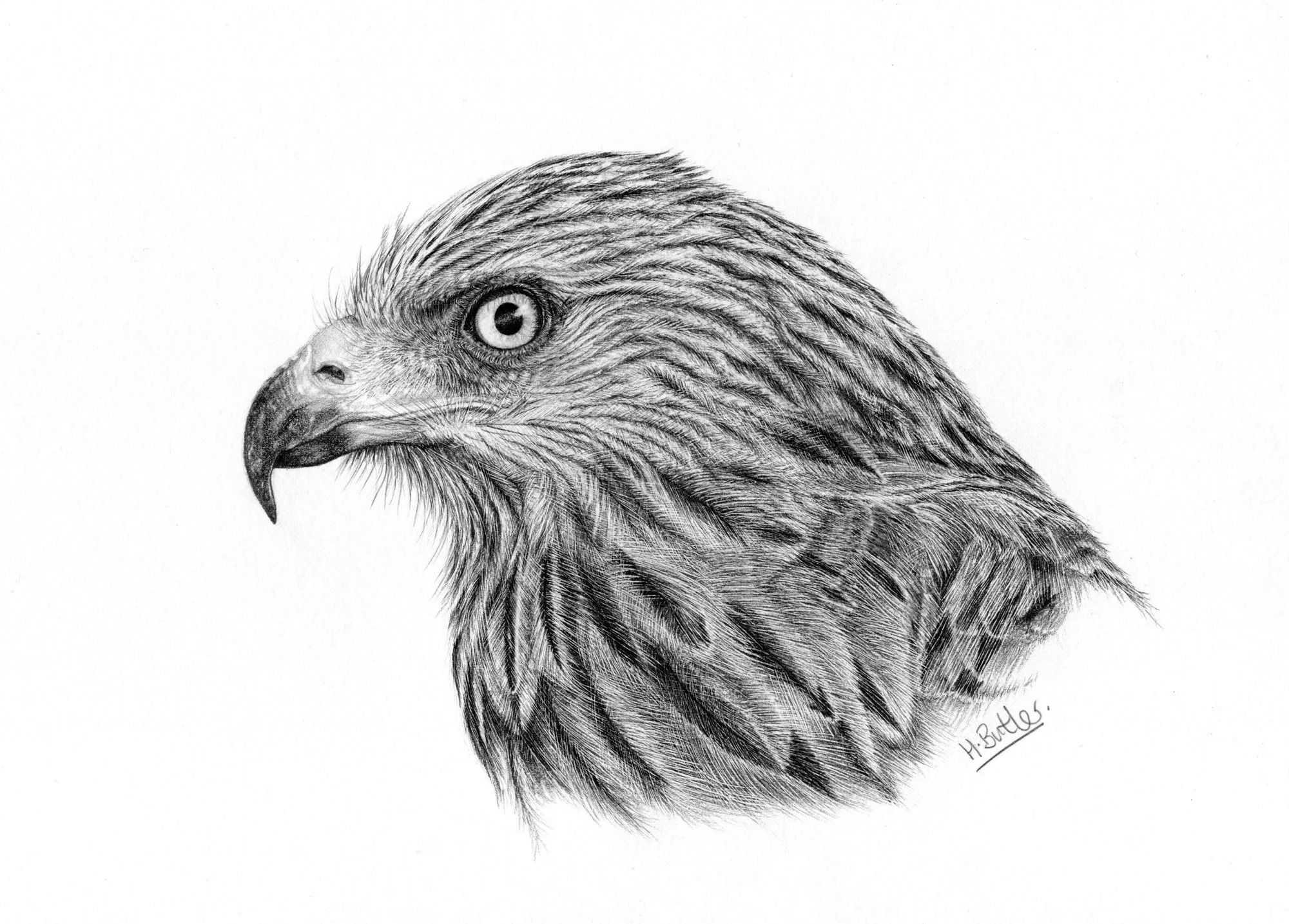 Red Kite