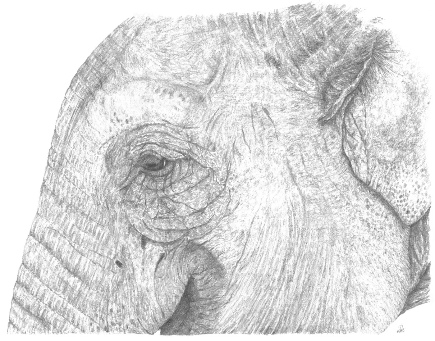 Tribute to the Gentle Giant