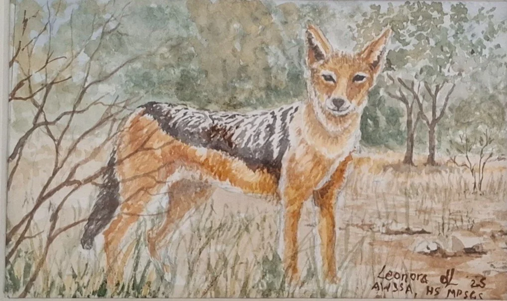 Black Backed Jackal