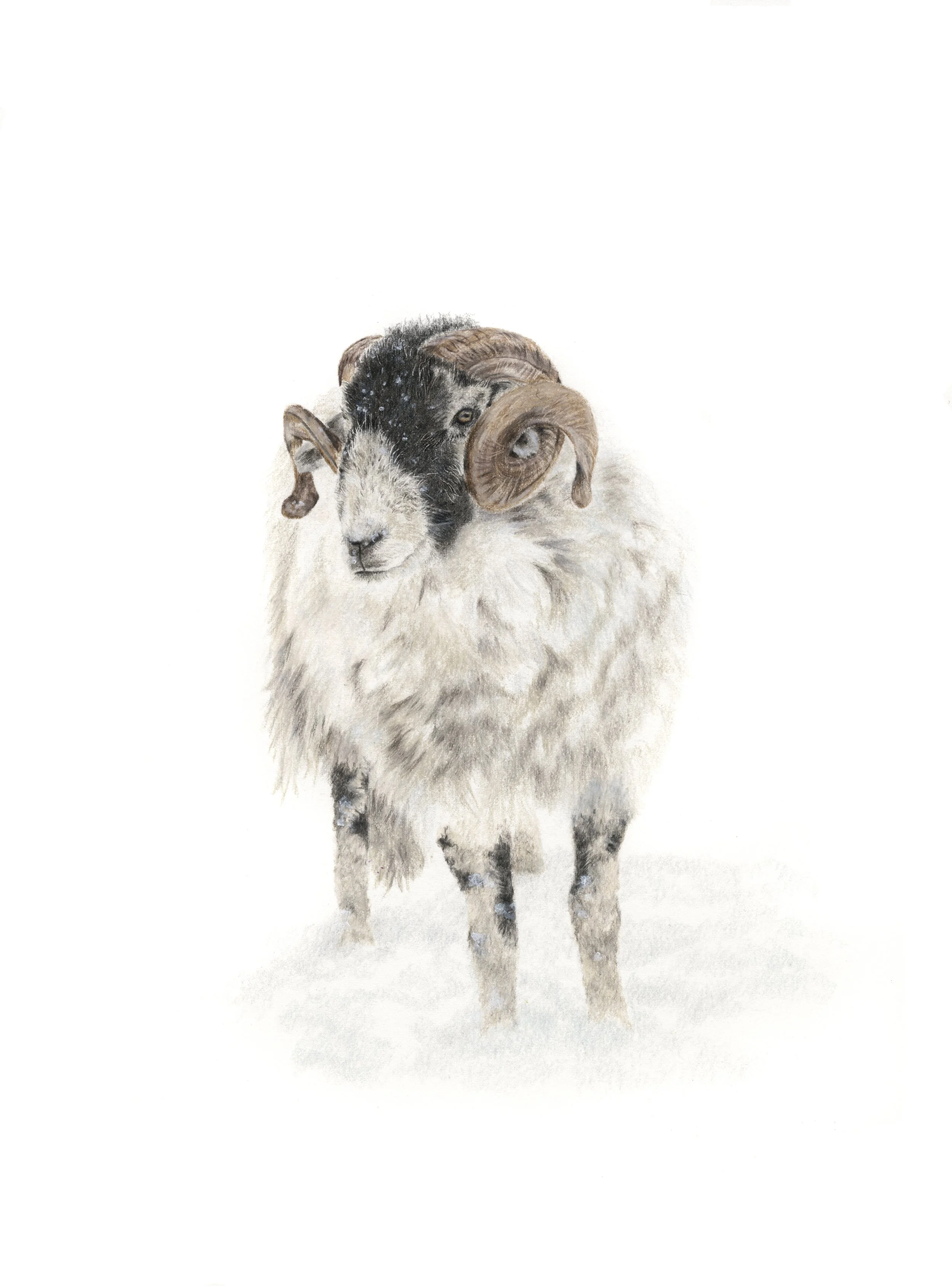 Hardy Swaledale