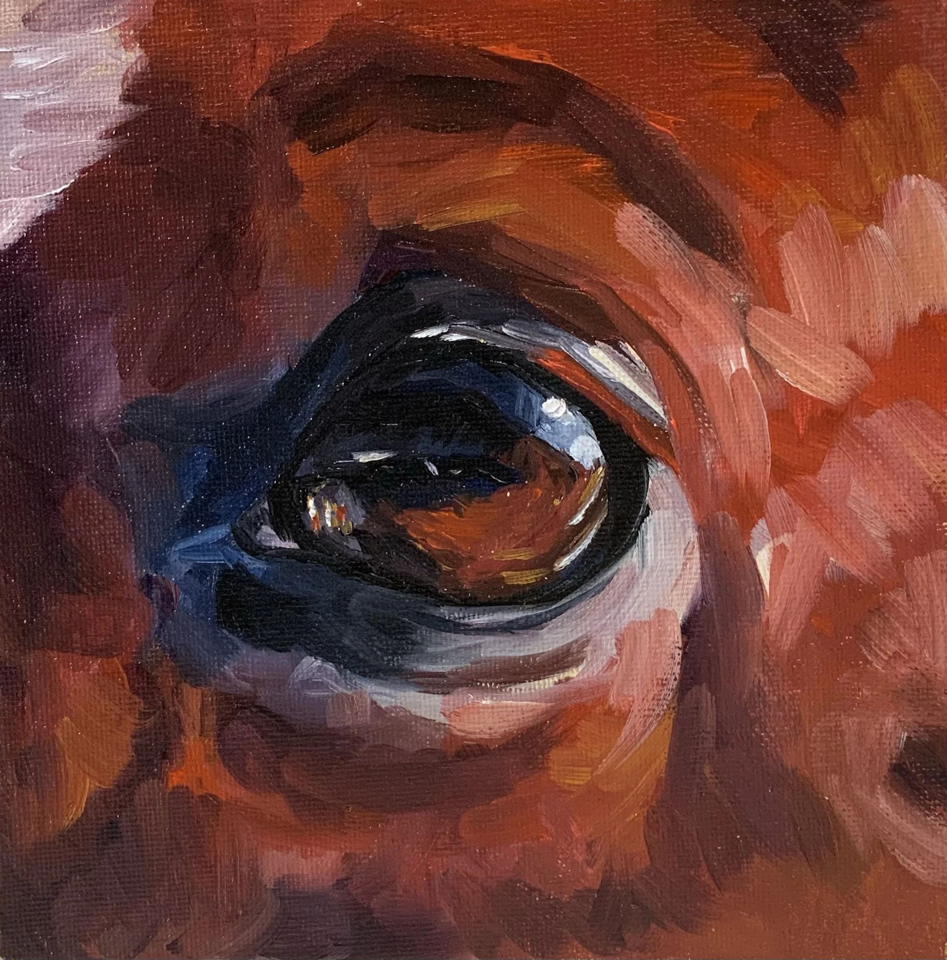 Horse Eye Study