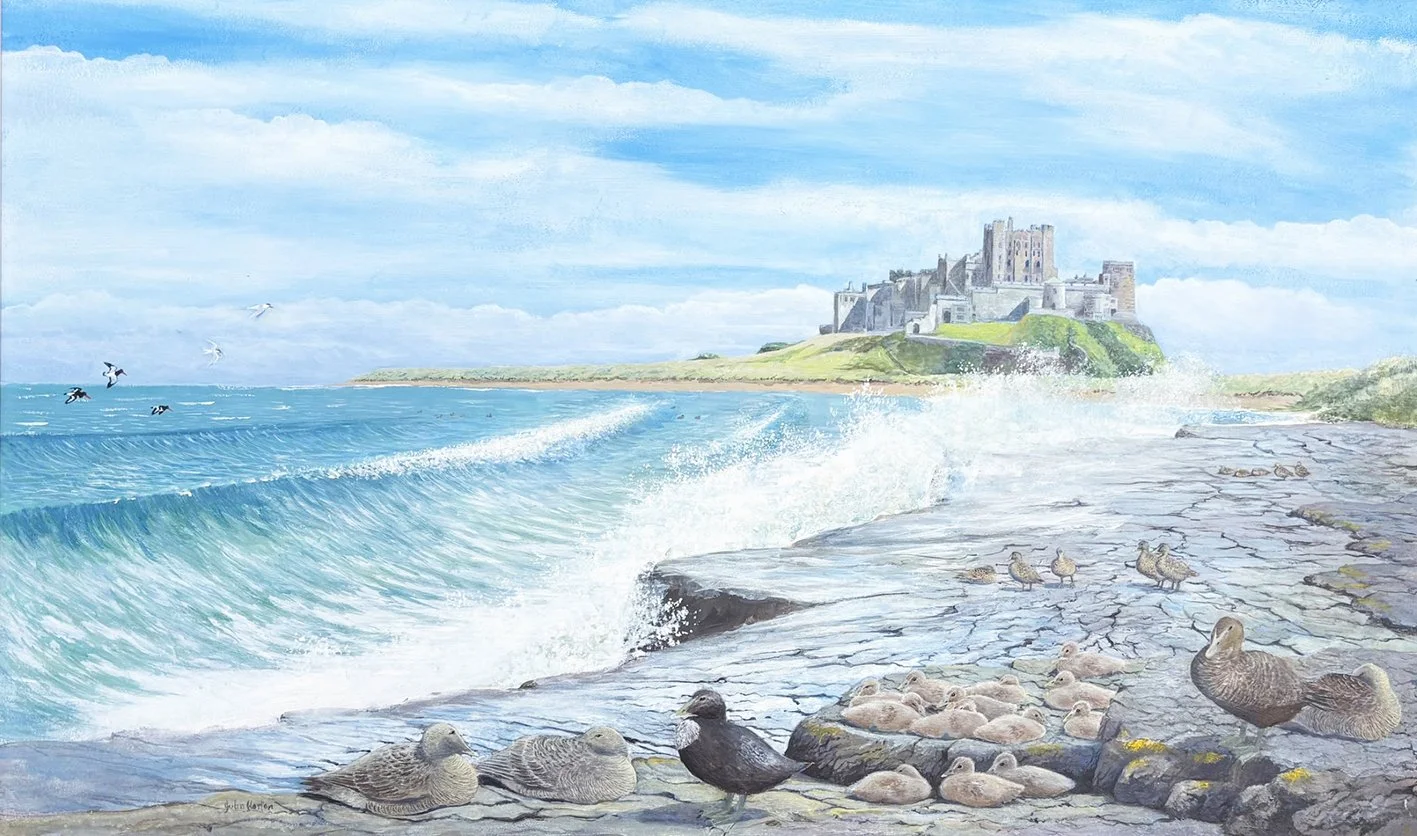horton_john_eider ducks-bamburgh_framed.jpg