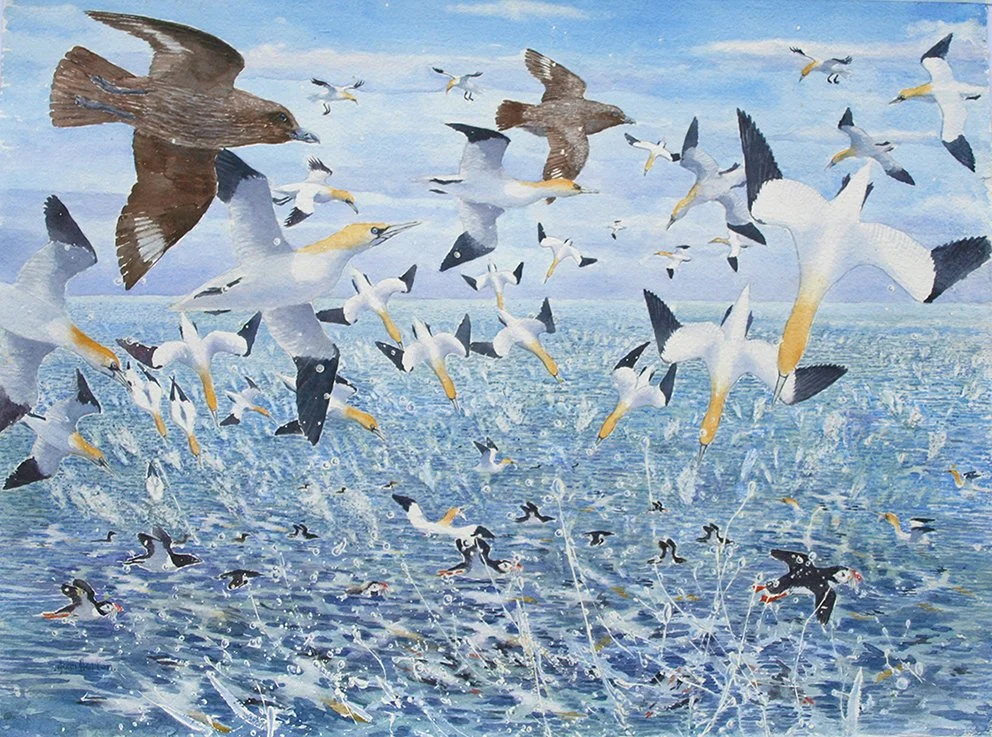 horton_john_Seabird Frenzy_framed.jpg