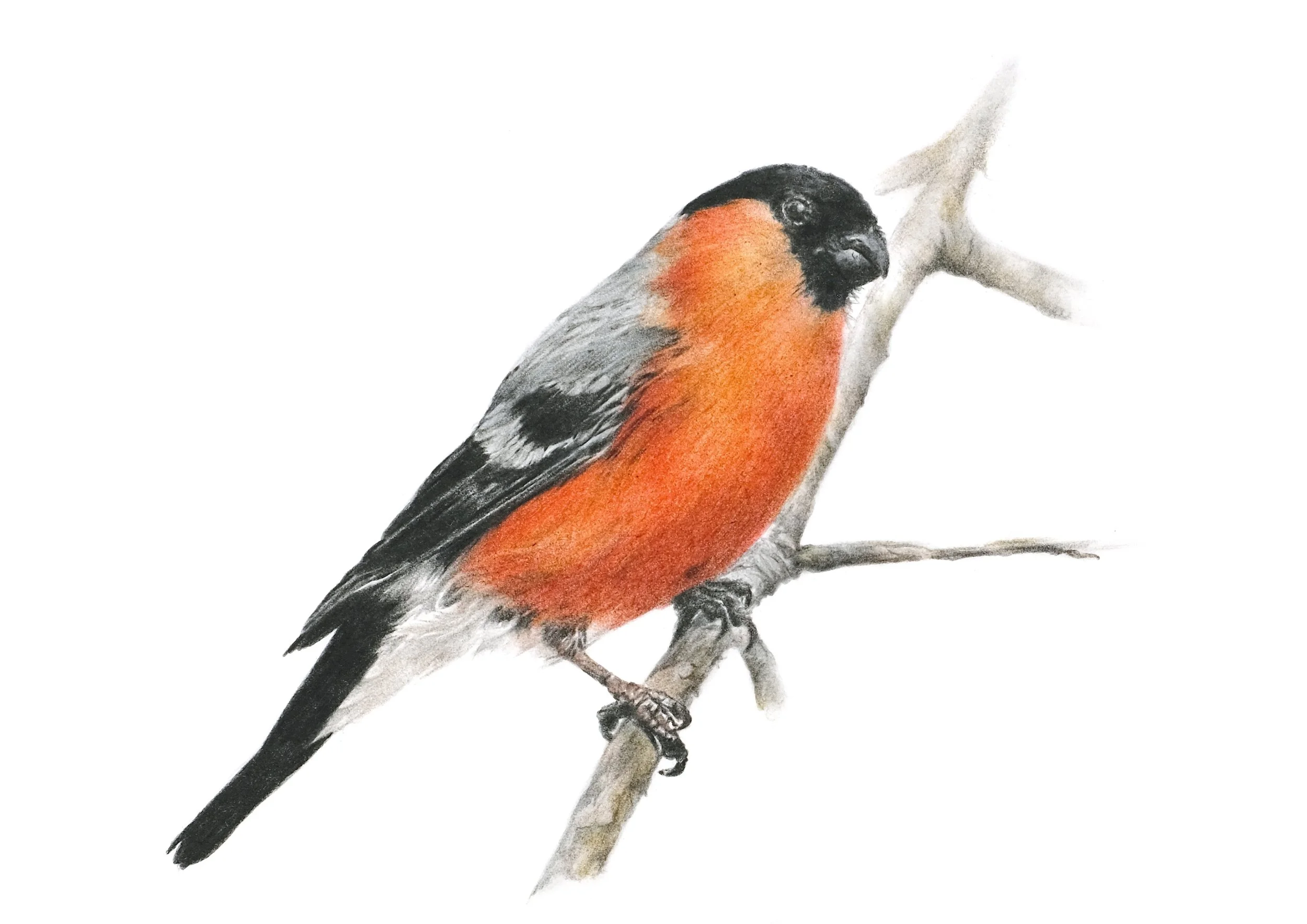 Gillyon_Nicola_Bullfinch_Framed.jpg