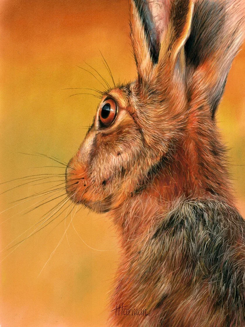 Harman Trudy Hare.jpg