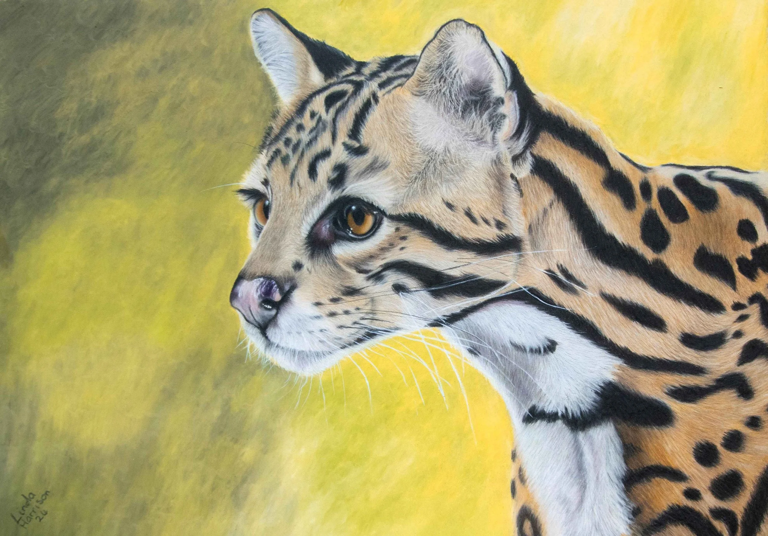 harrison_linda_ocelot_framed_4895.jpg