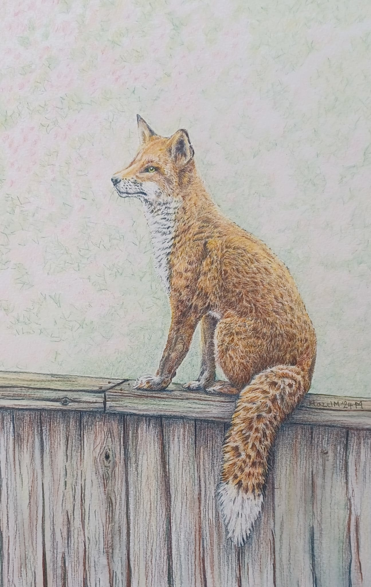 Urban Fox