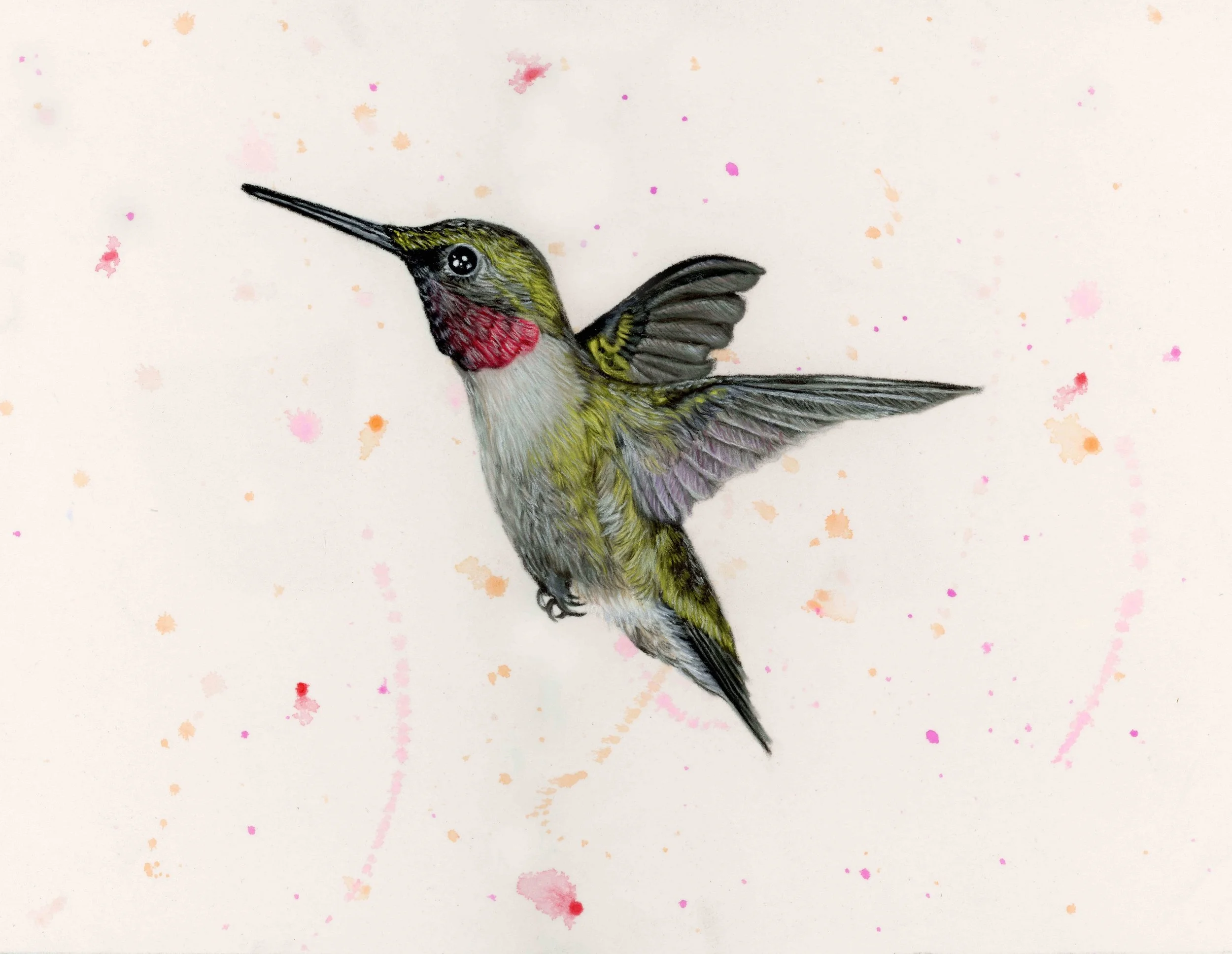 Mr Hummingbird