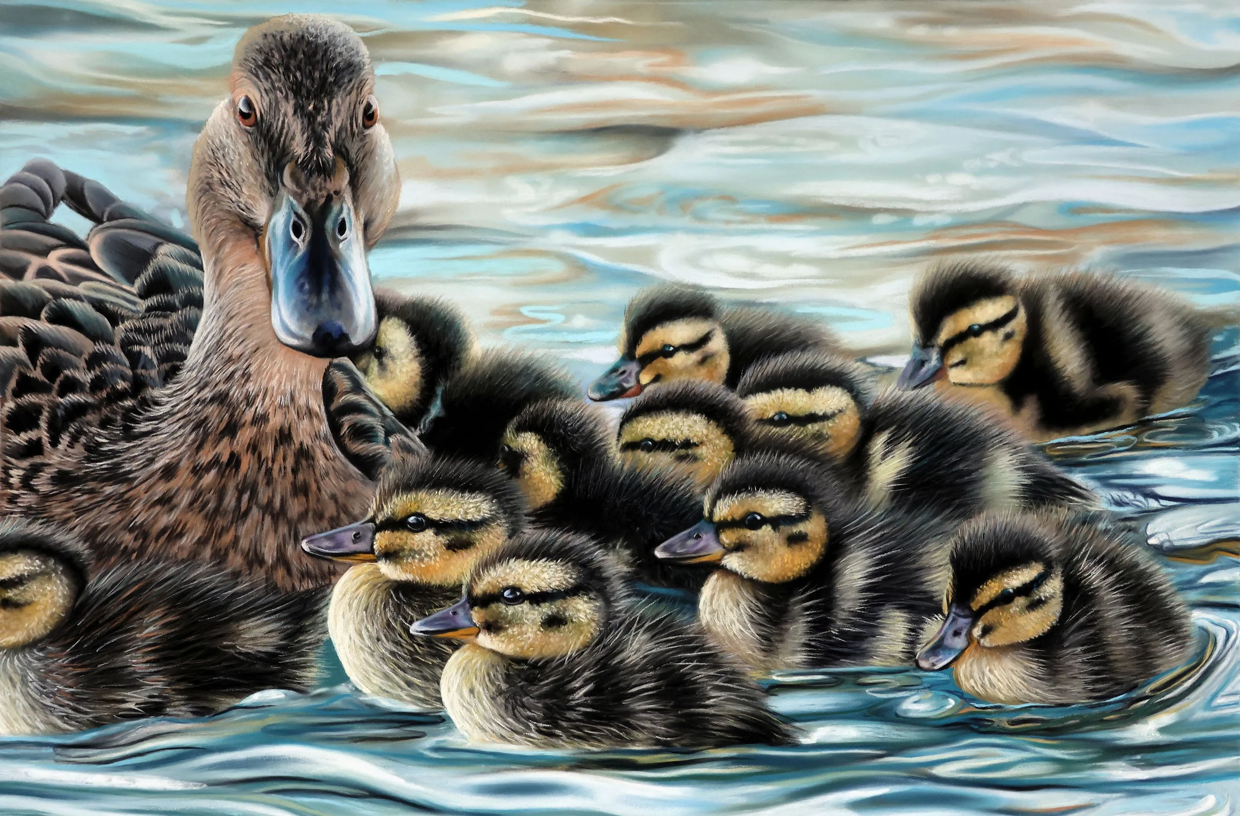 Mallard Brood